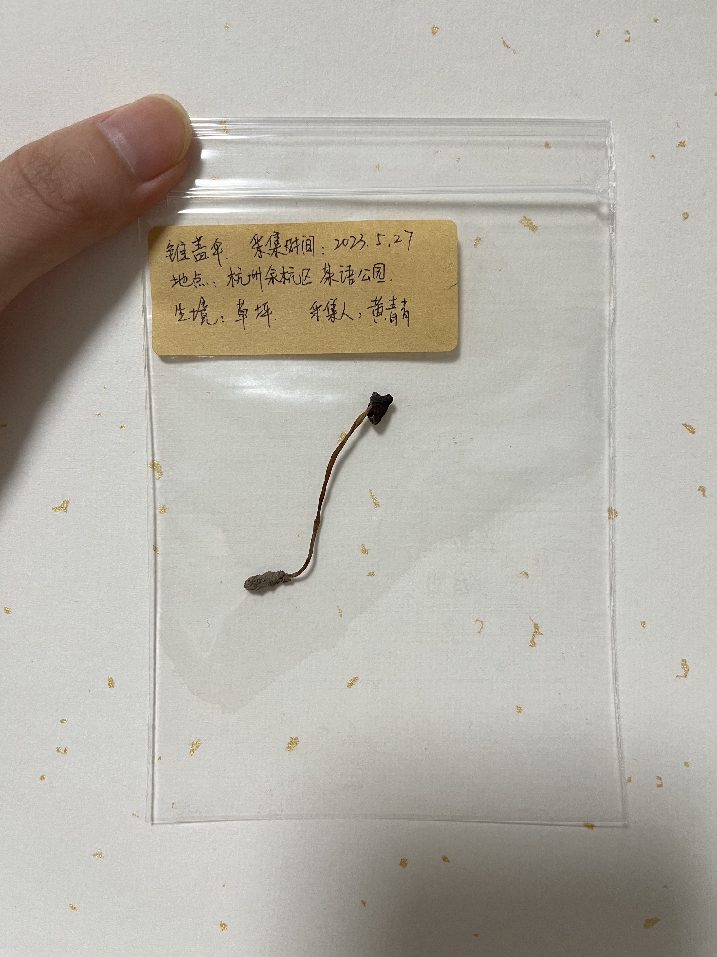 标本照片