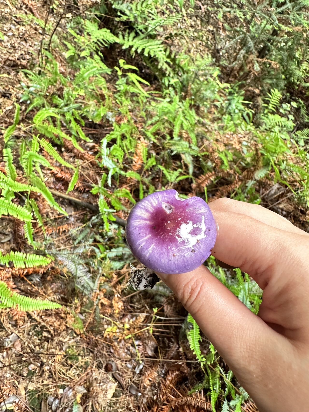丝膜菌