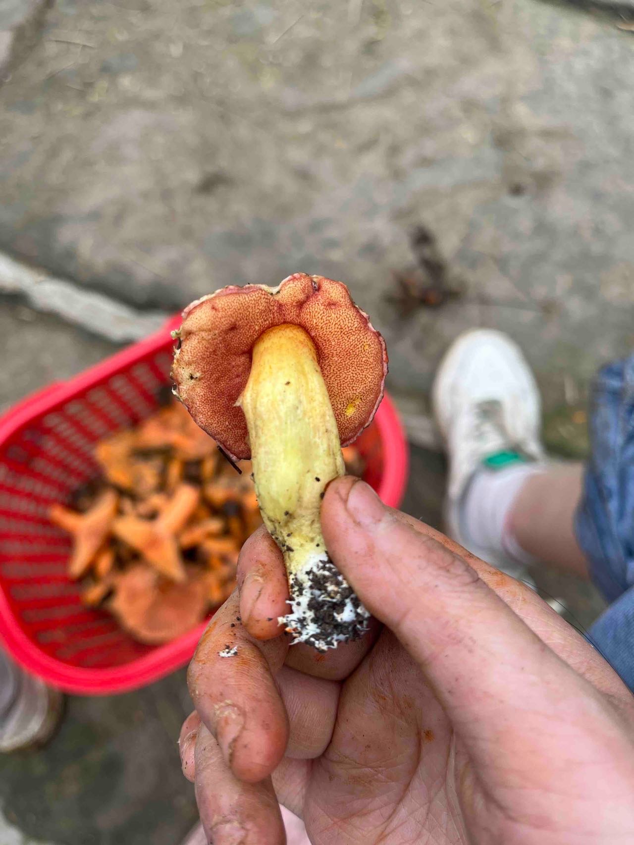 花斑牛肝菌