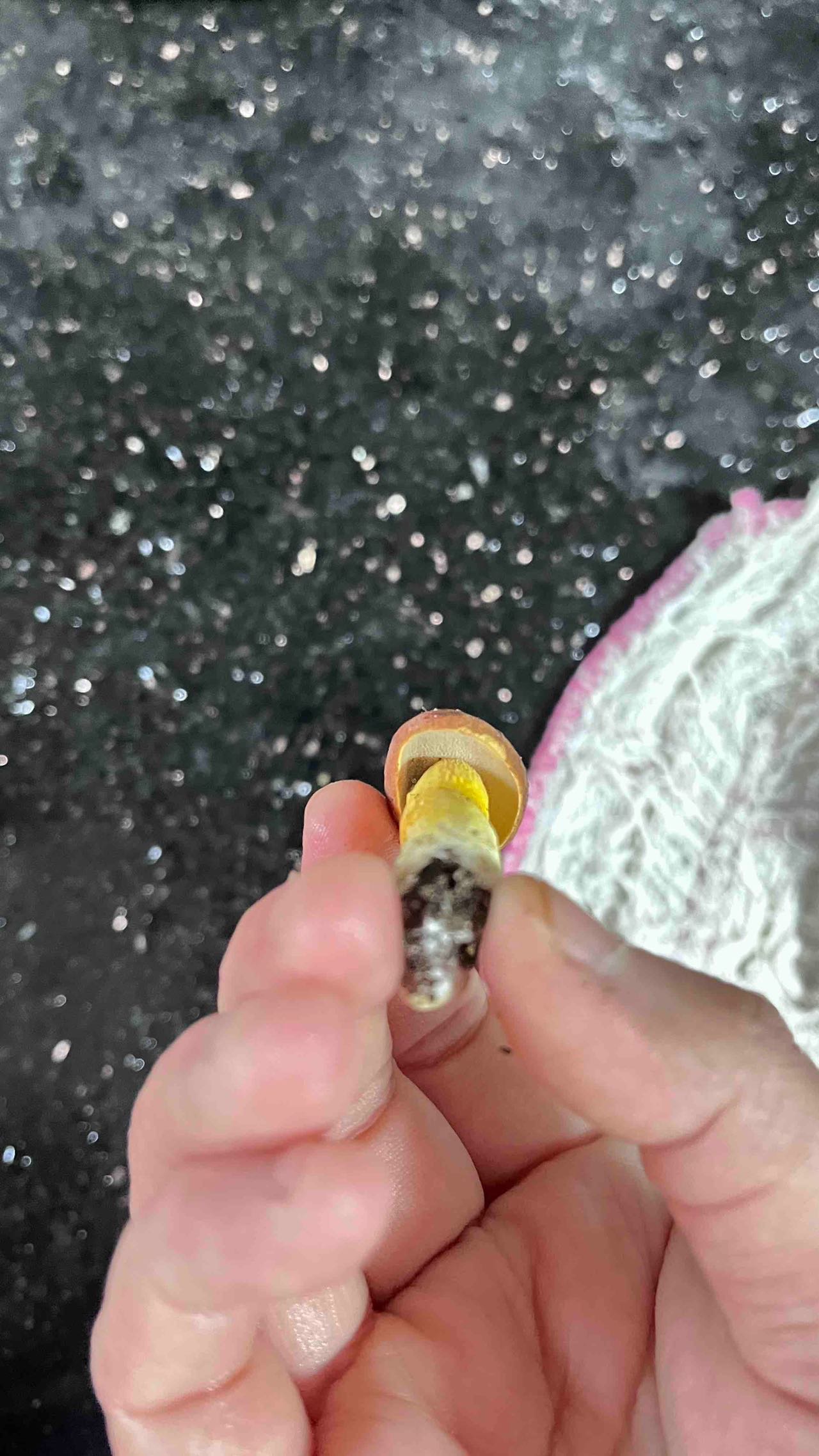 标本照片