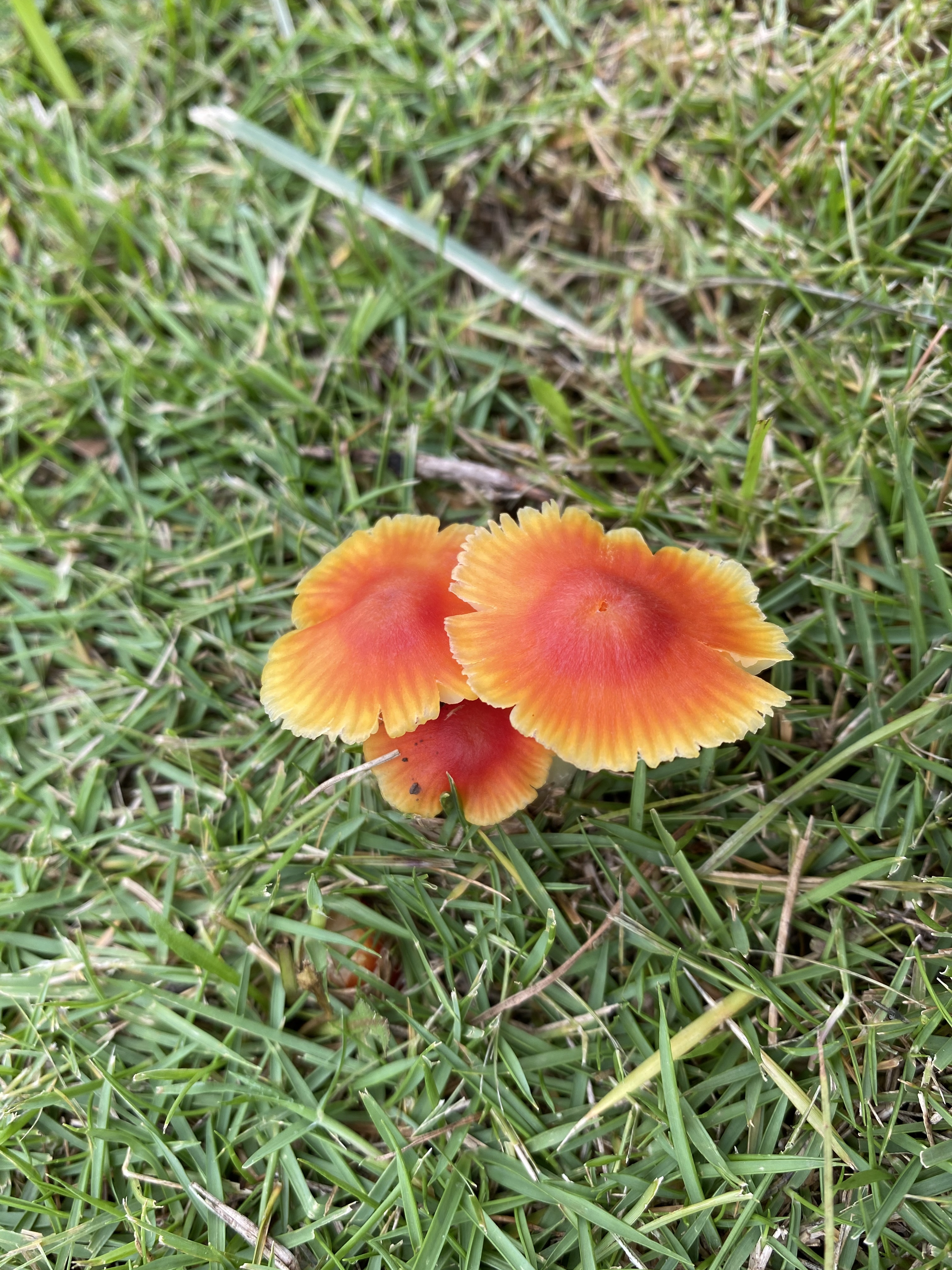 假尖锥湿伞近似种