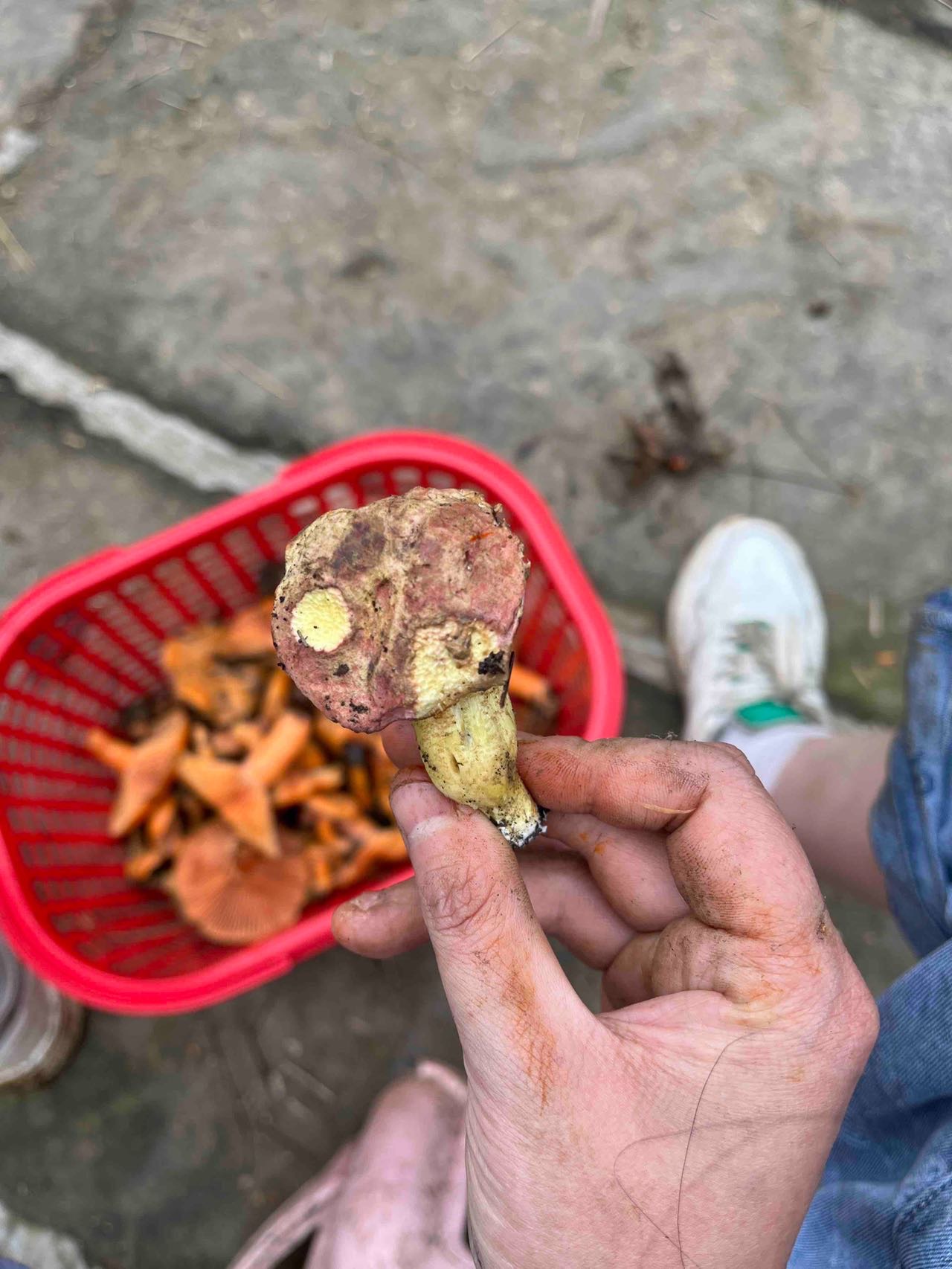花斑牛肝菌