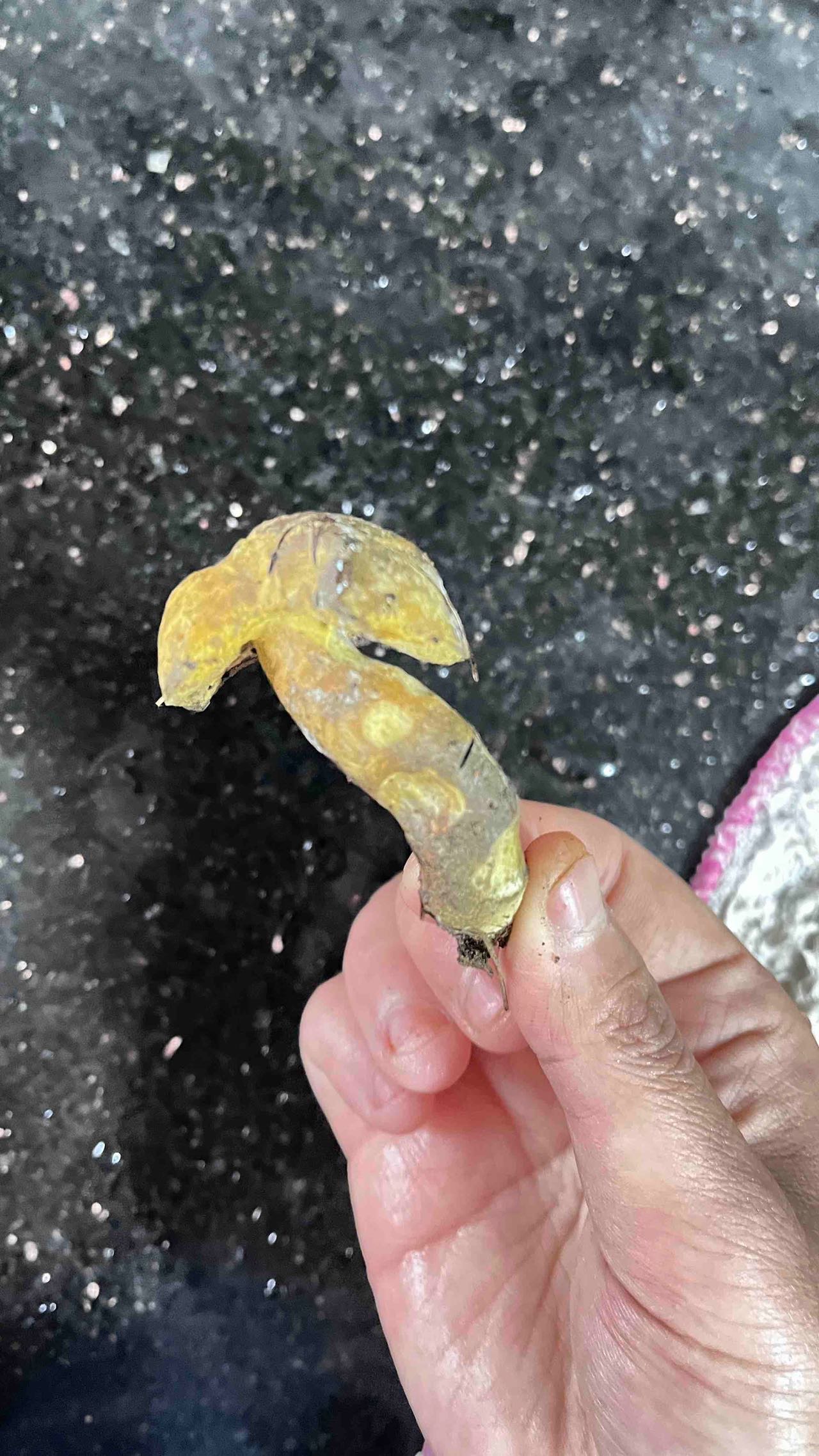 牛肝菌寄生菌