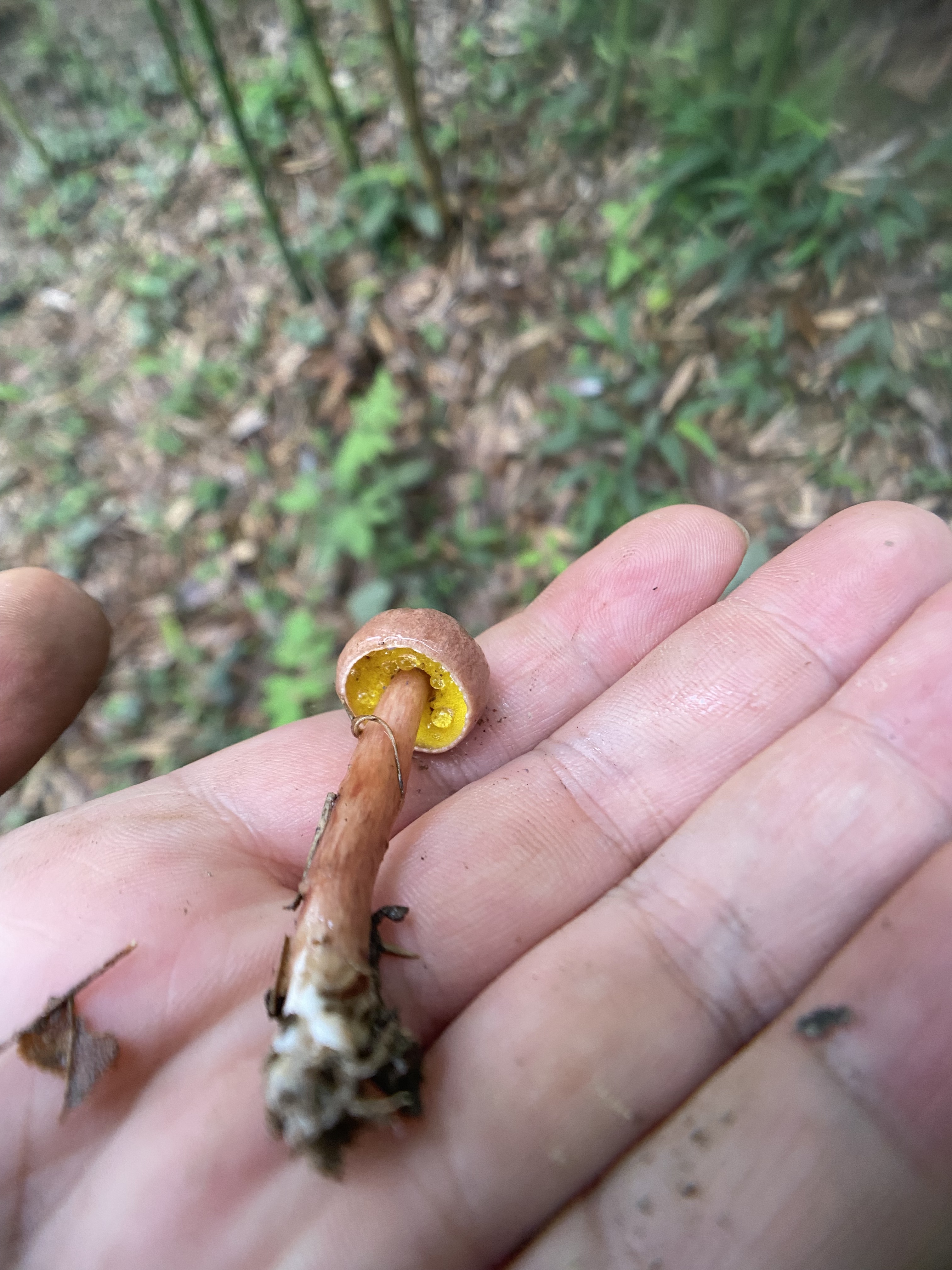 臧氏金牛肝菌