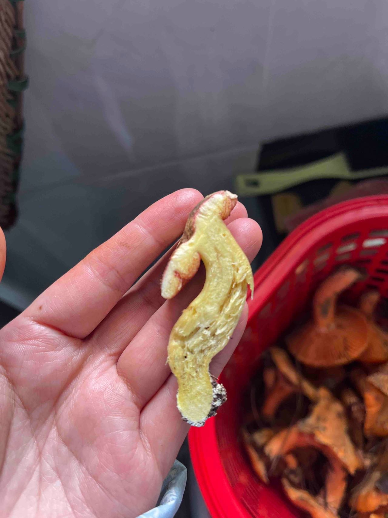 花斑牛肝菌