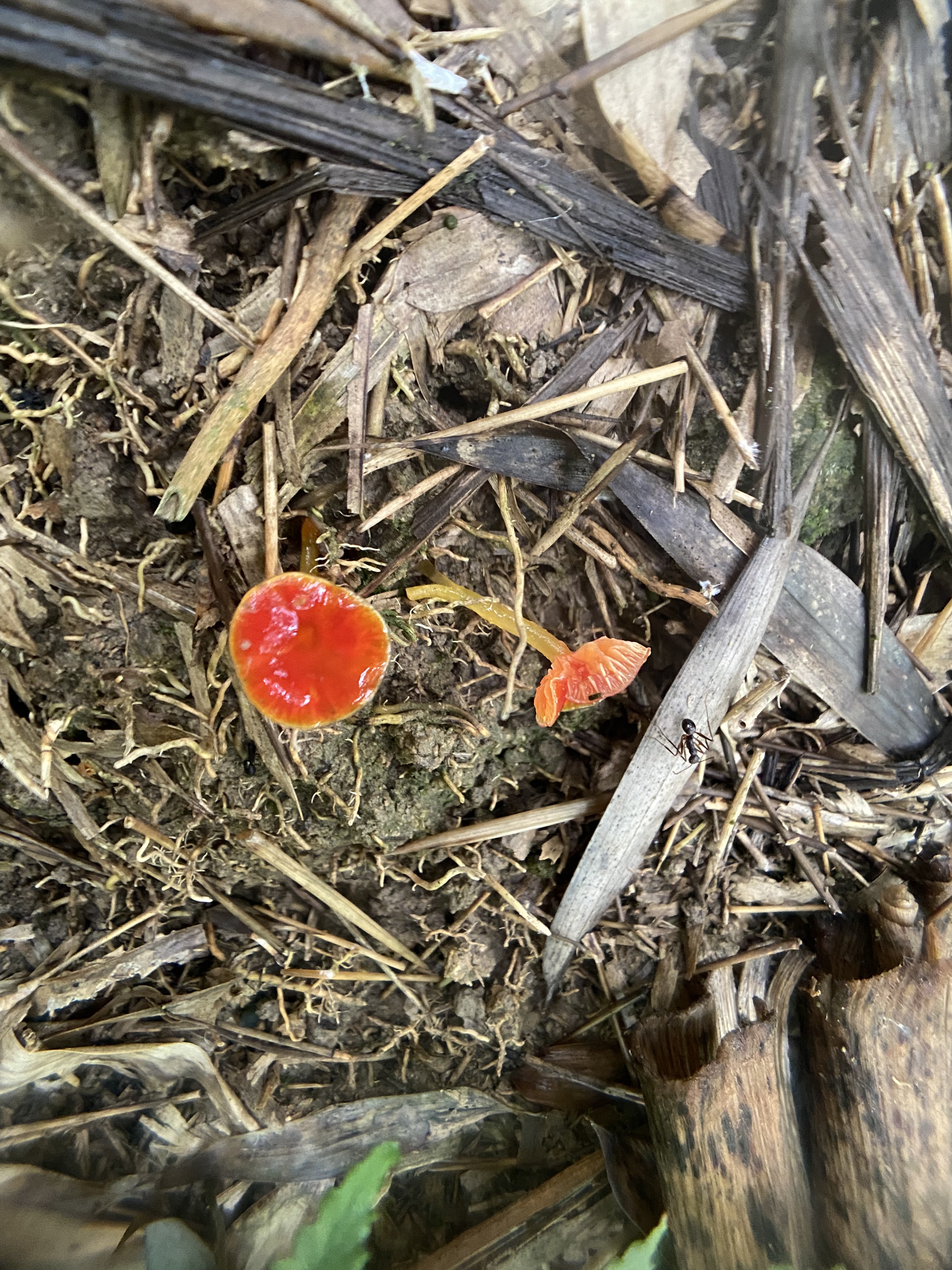 黏盖湿伞