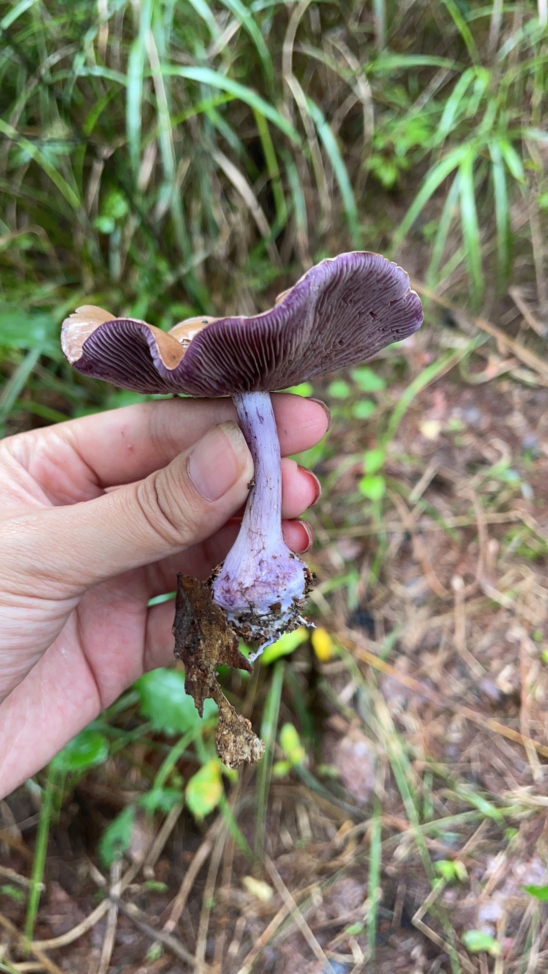 中华紫萨氏丝膜菌