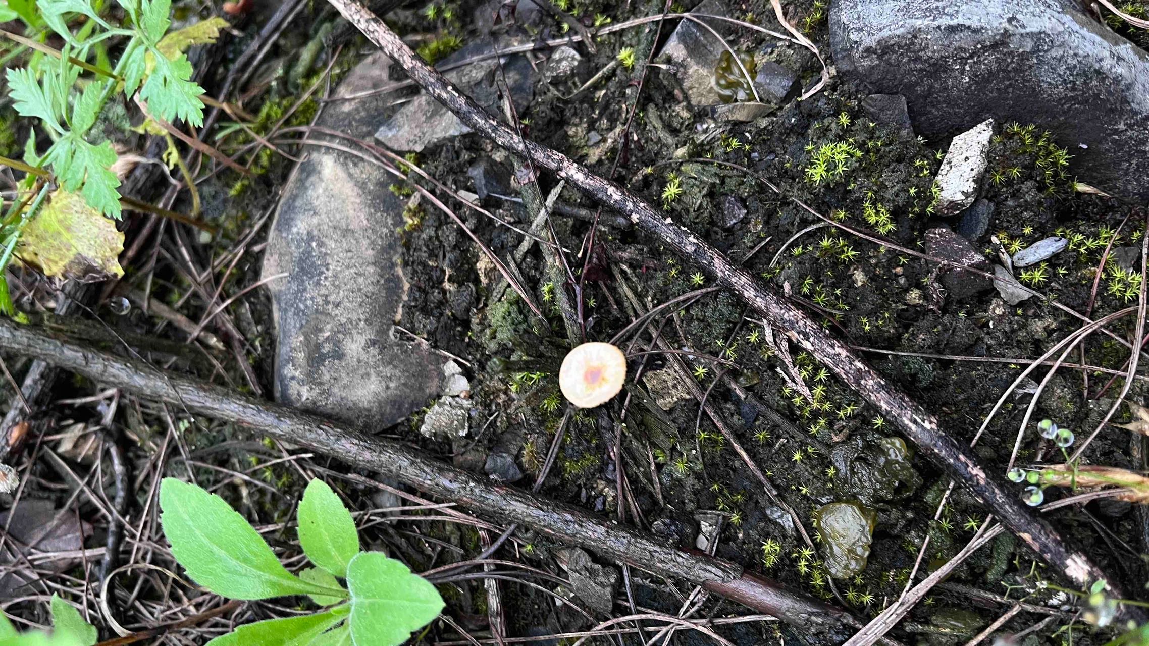 柄毛皮伞