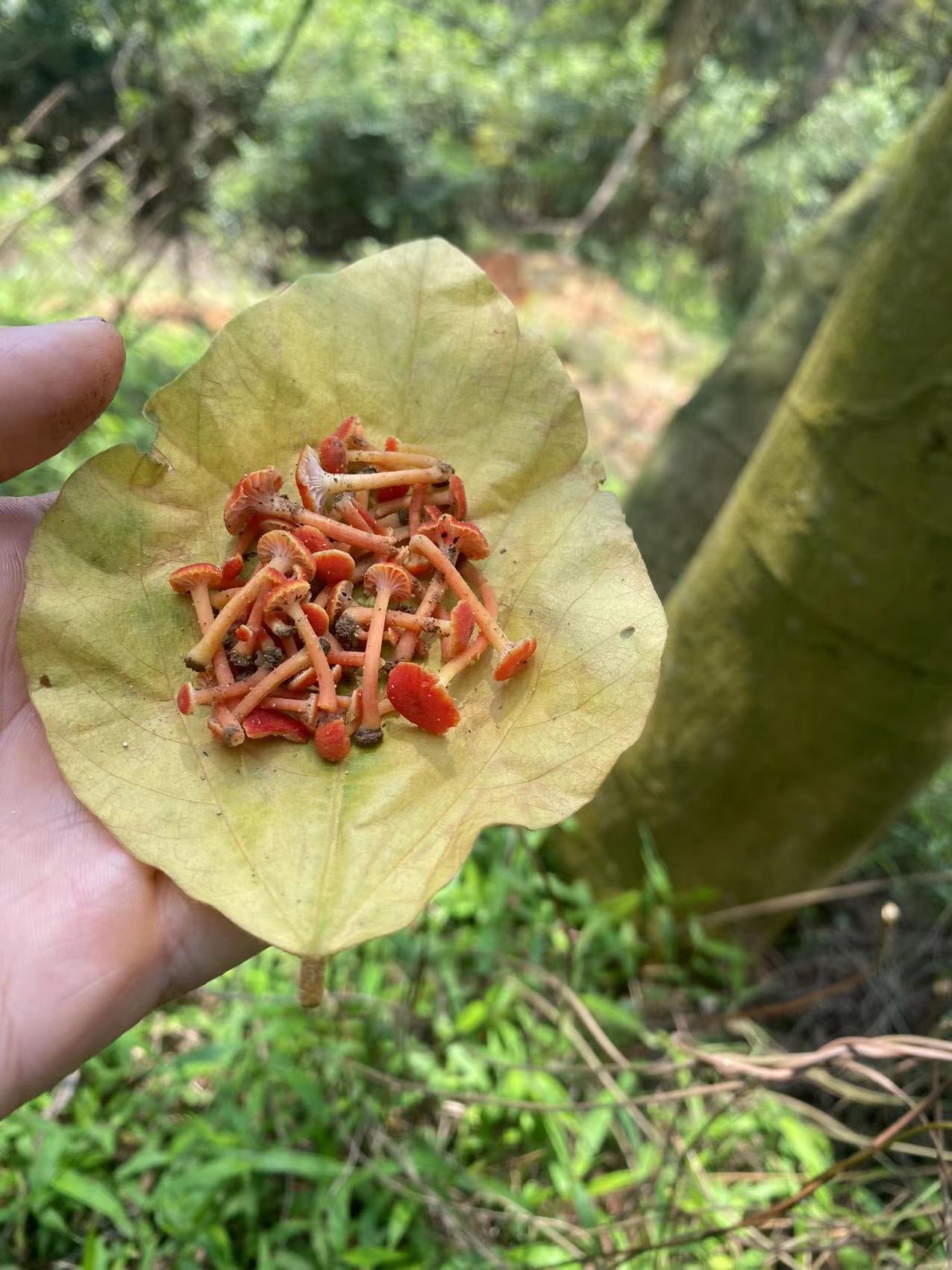 湿伞