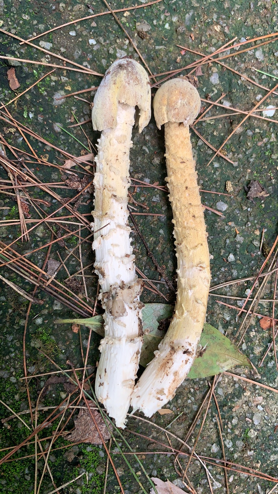 有害疣孢霉