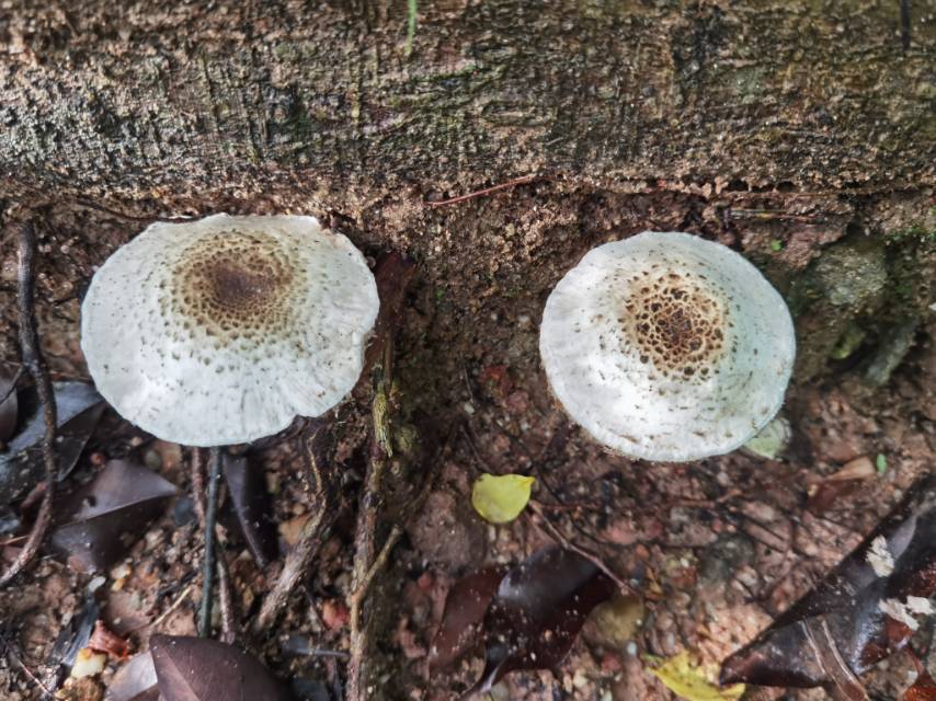Agaricus sp. nov.