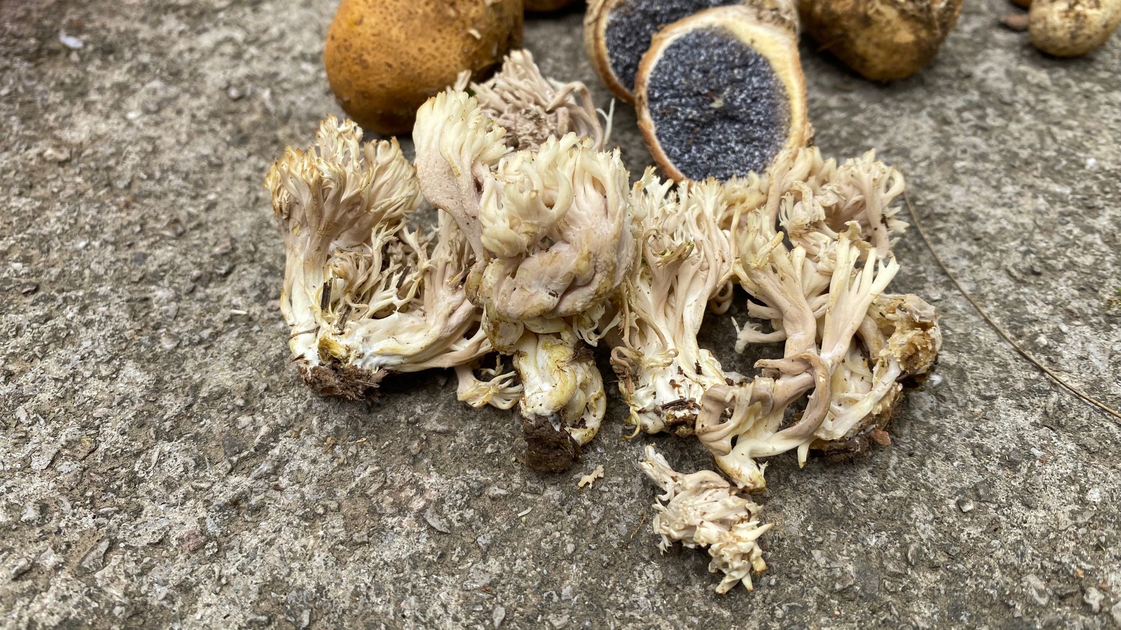 锁瑚菌属某种