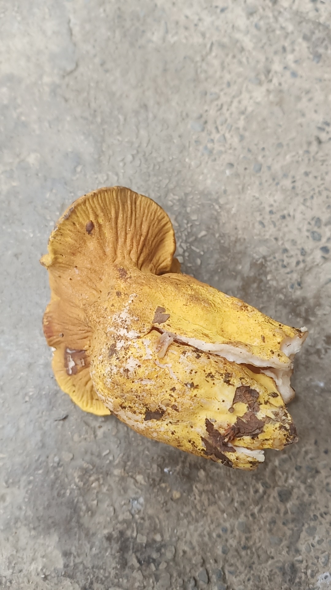 标本照片