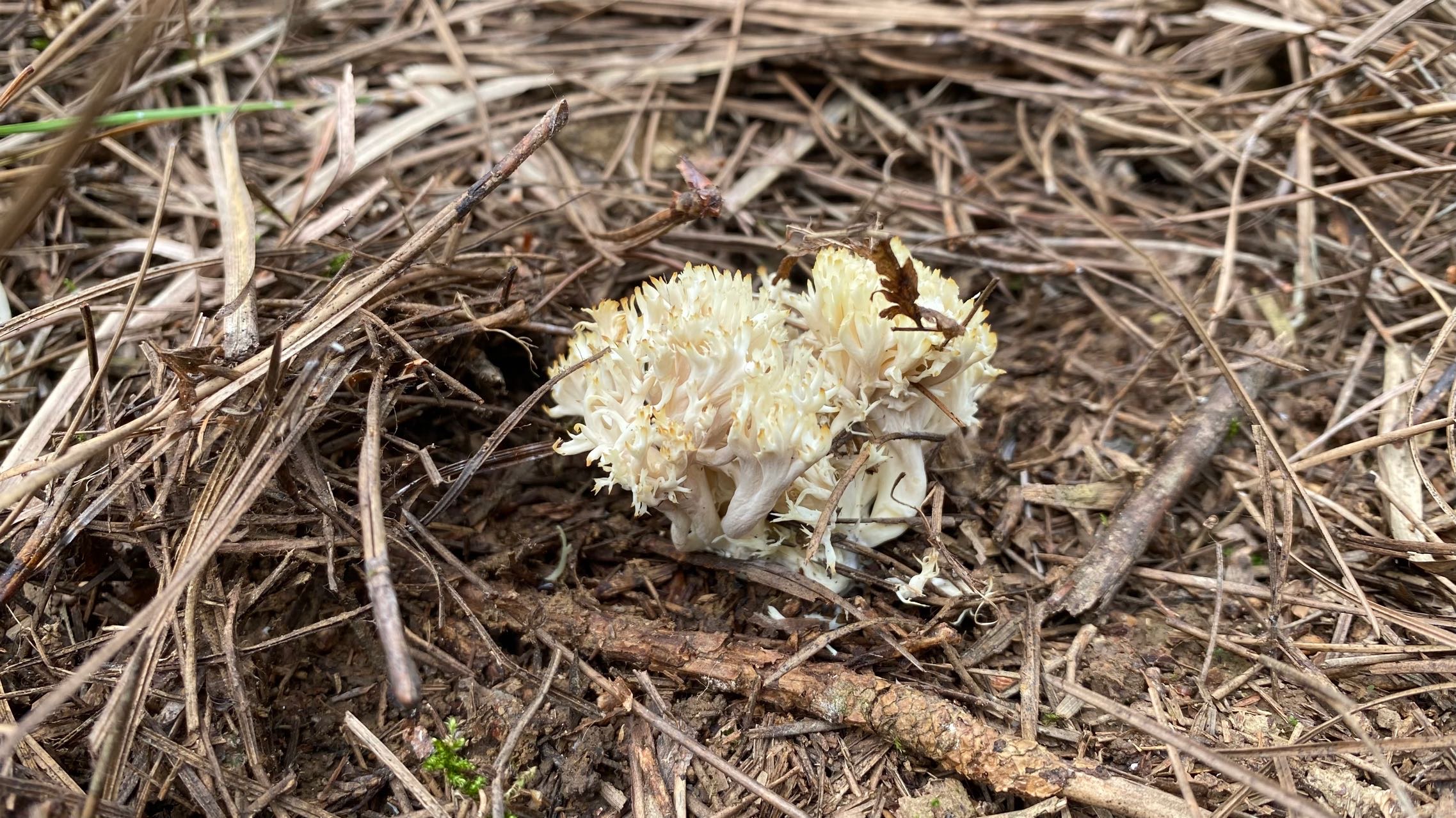锁瑚菌属某种