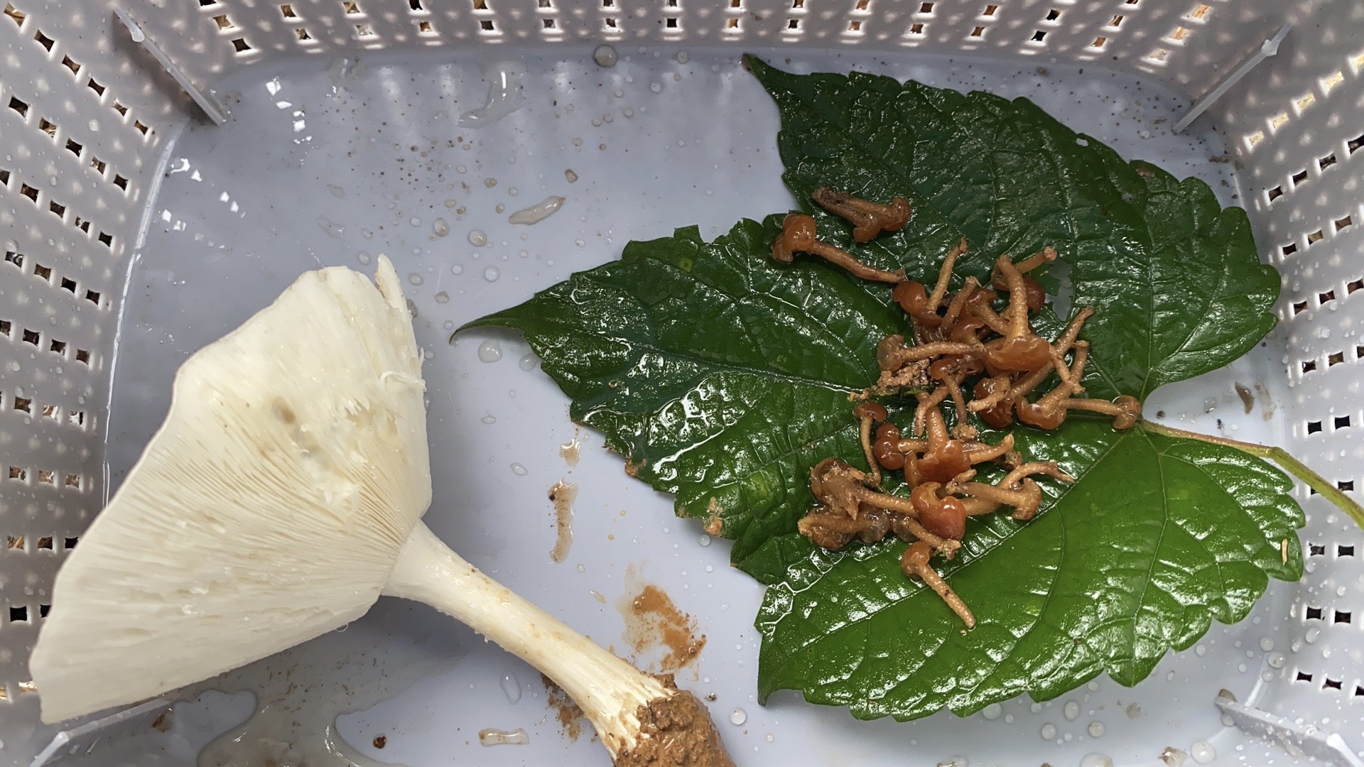 锤舌菌属