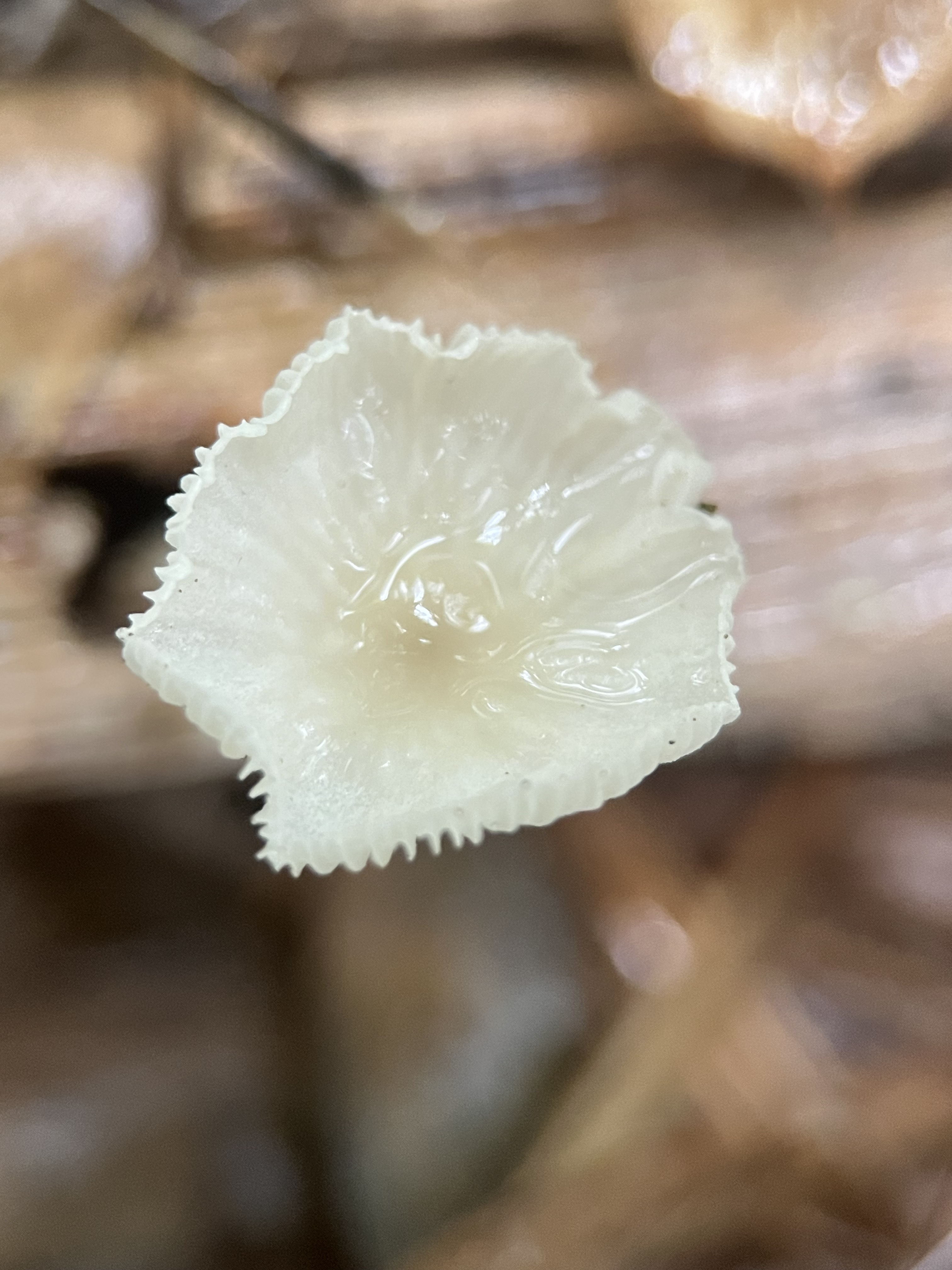 拟金钱菌