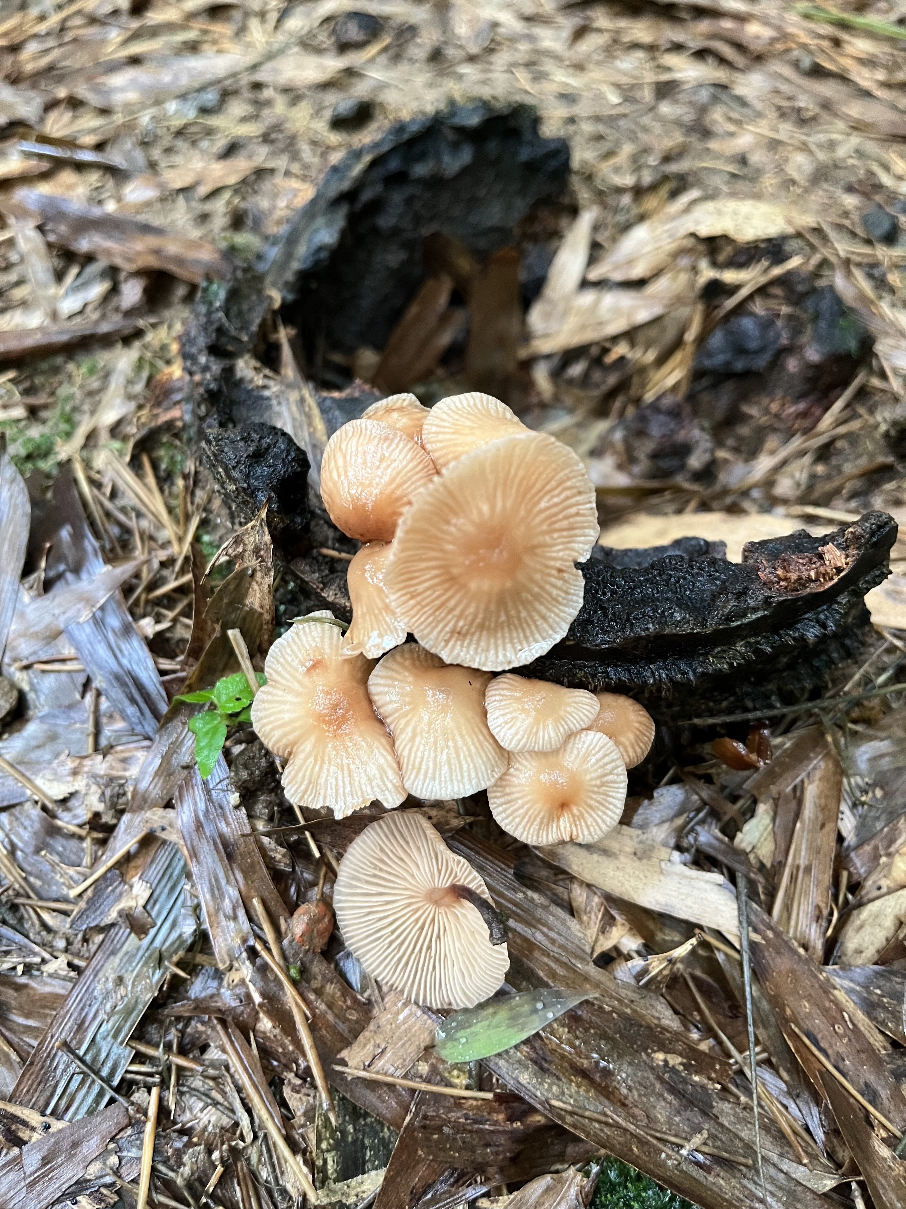 黑柄拟金钱菌
