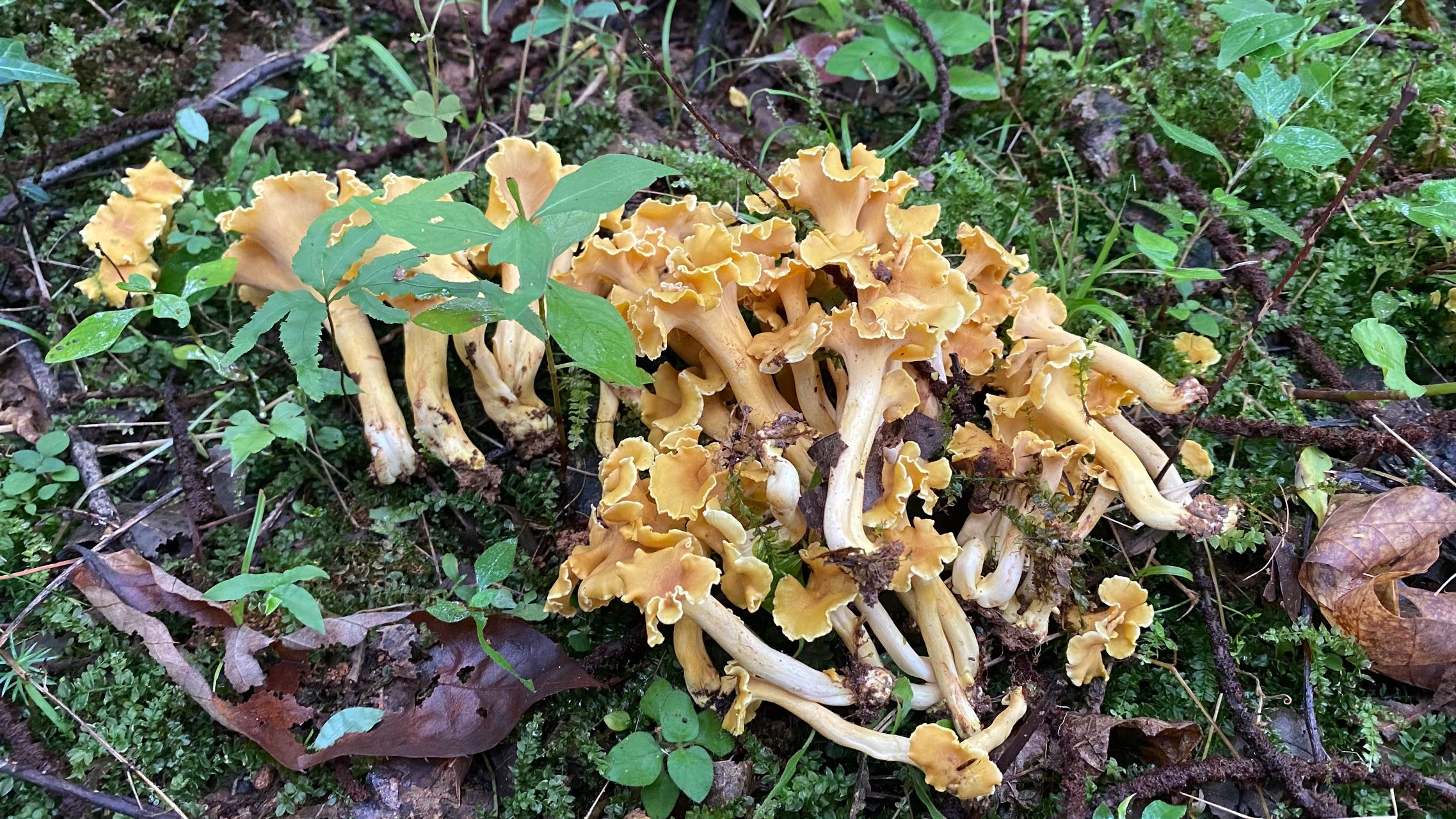 鸡油菌