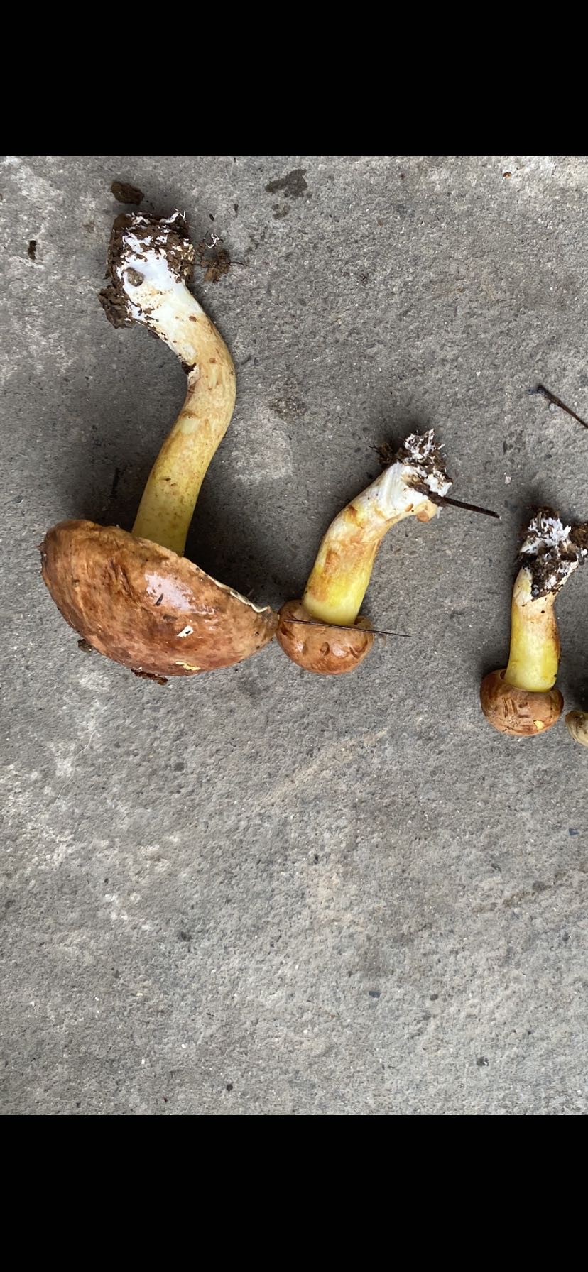 异味牛肝菌