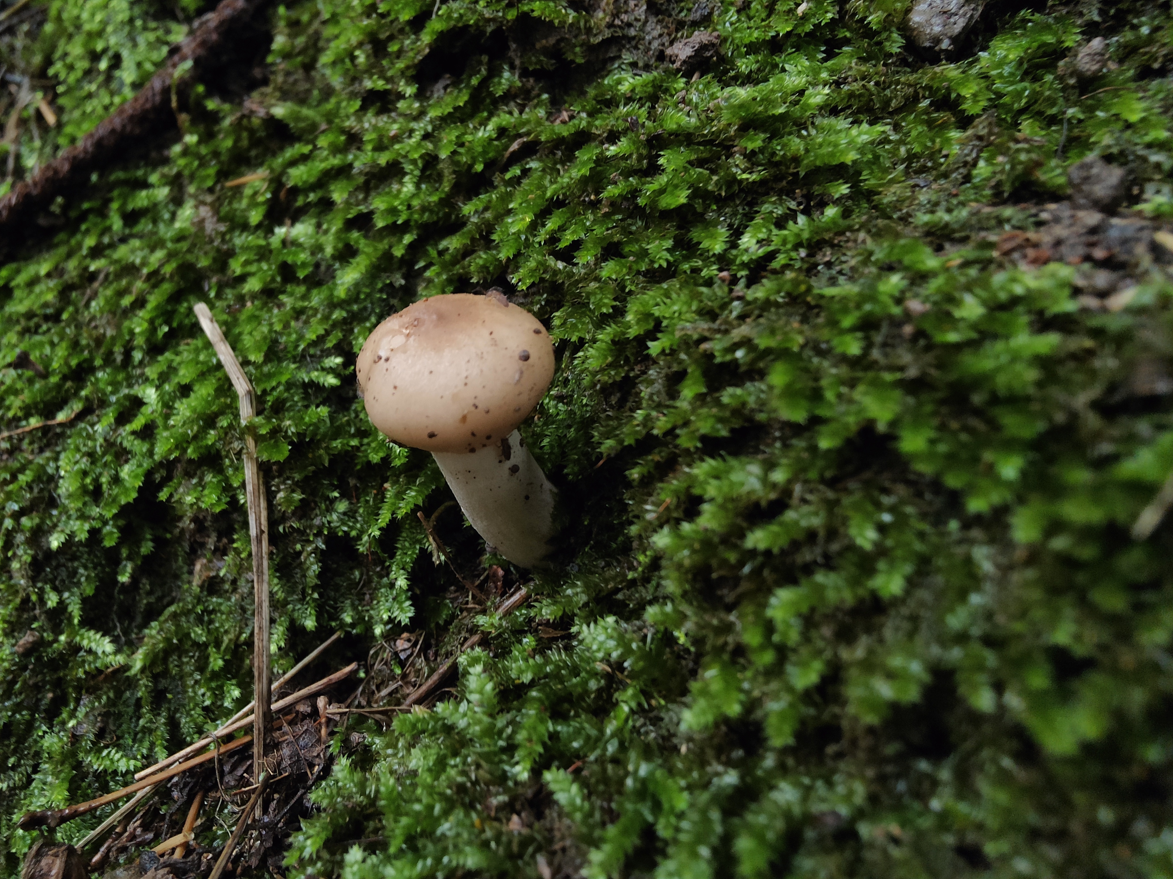 Russula atramentosa