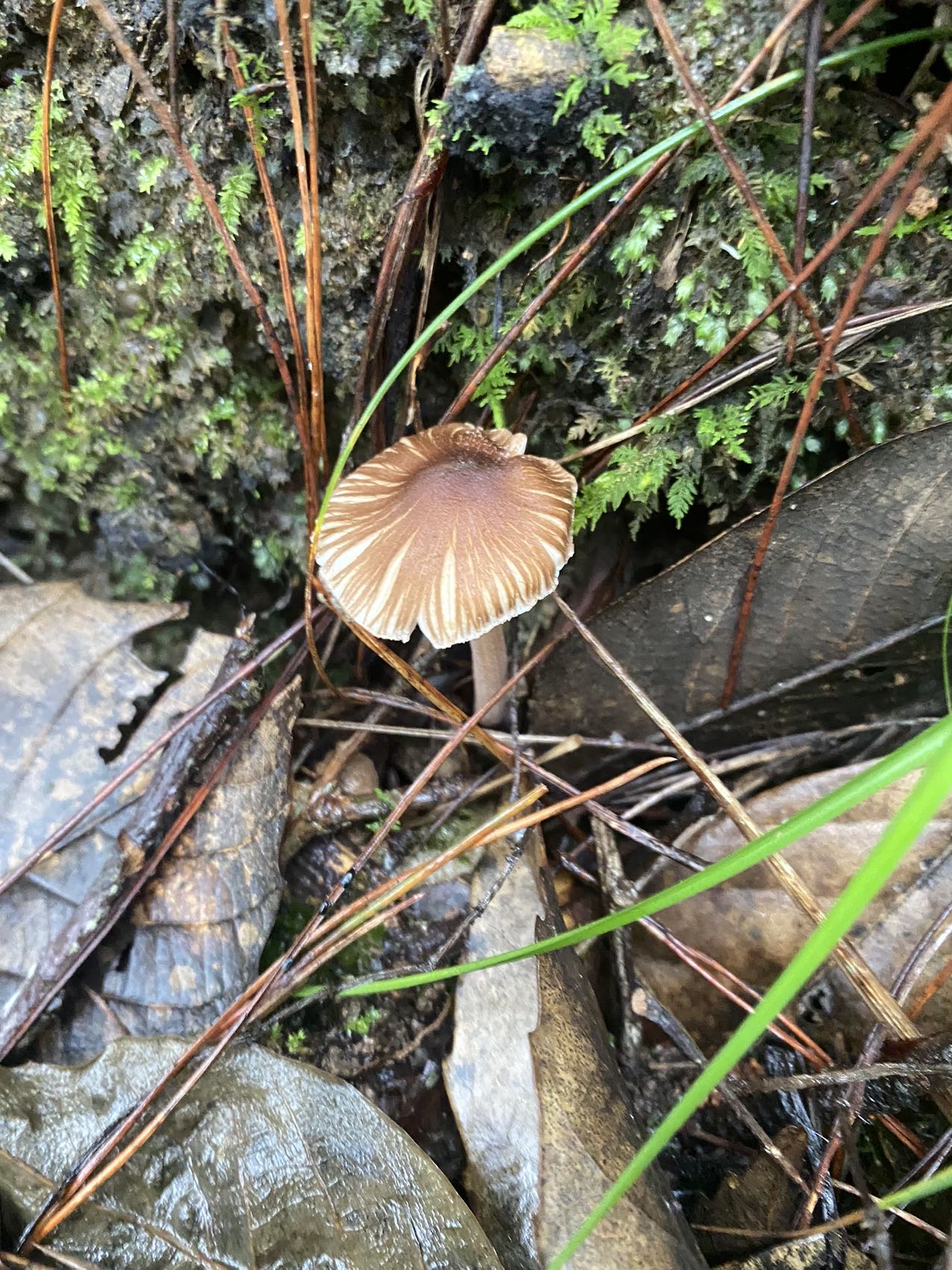 标本照片