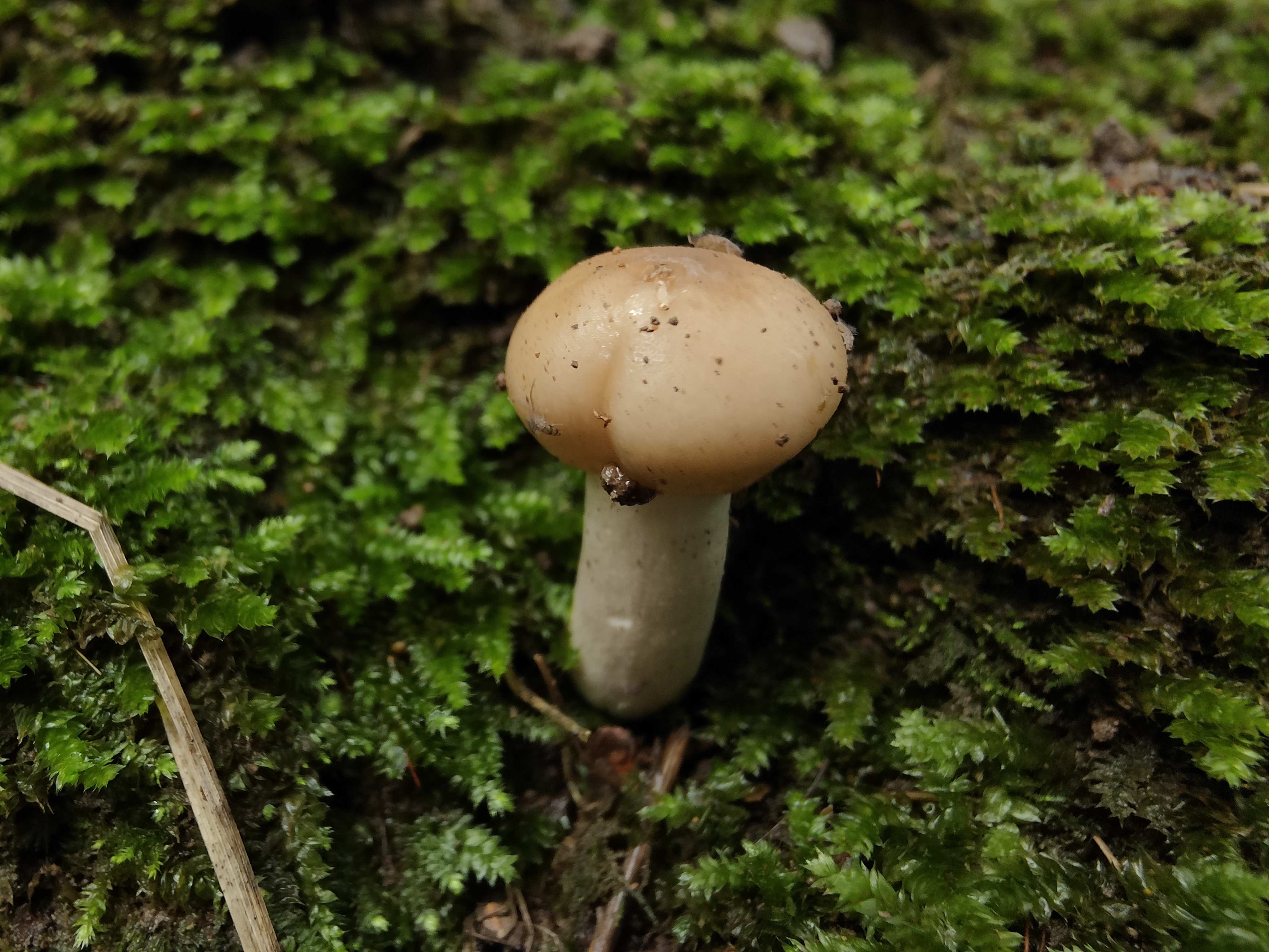 Russula atramentosa