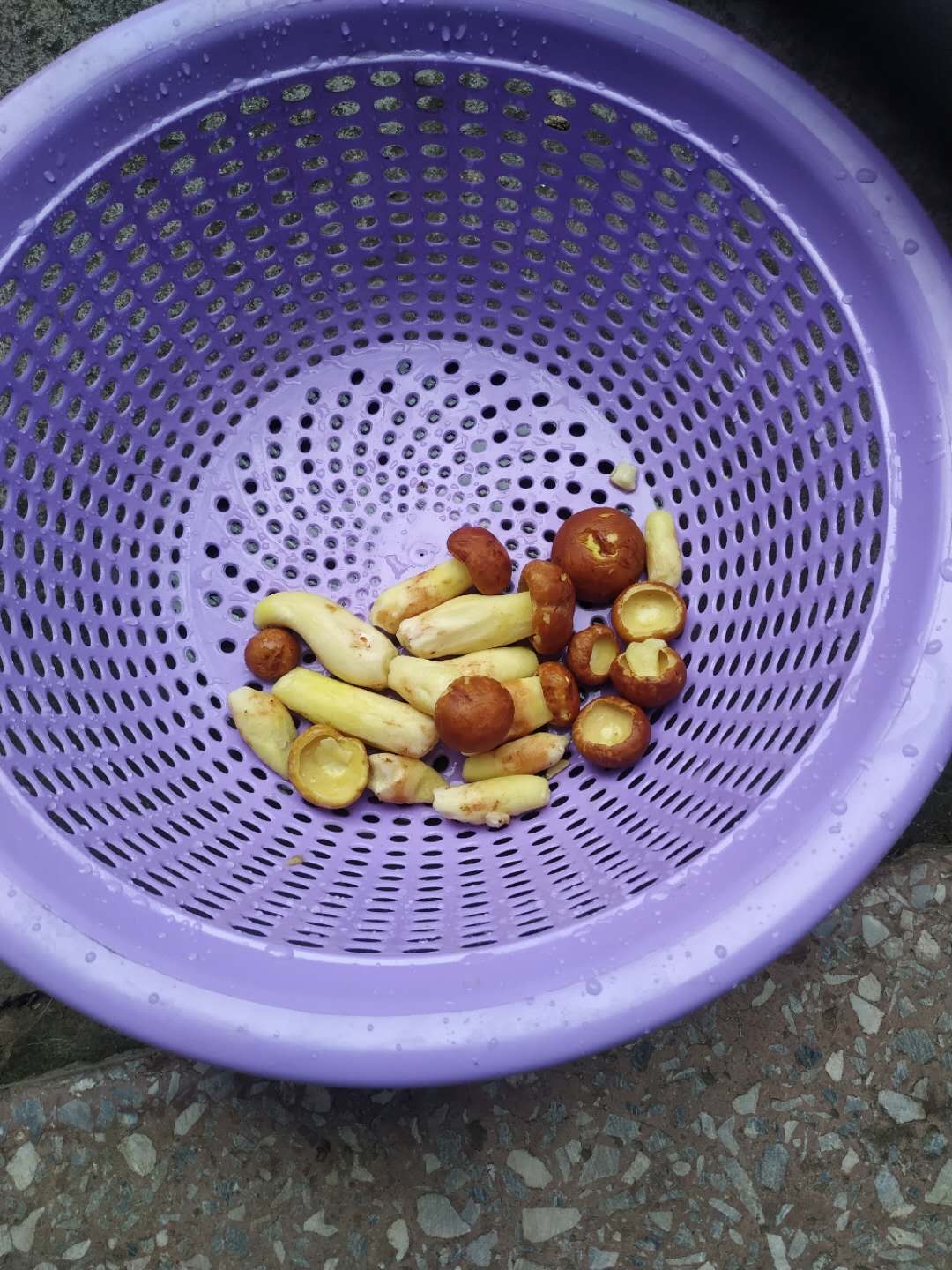 异味牛肝菌