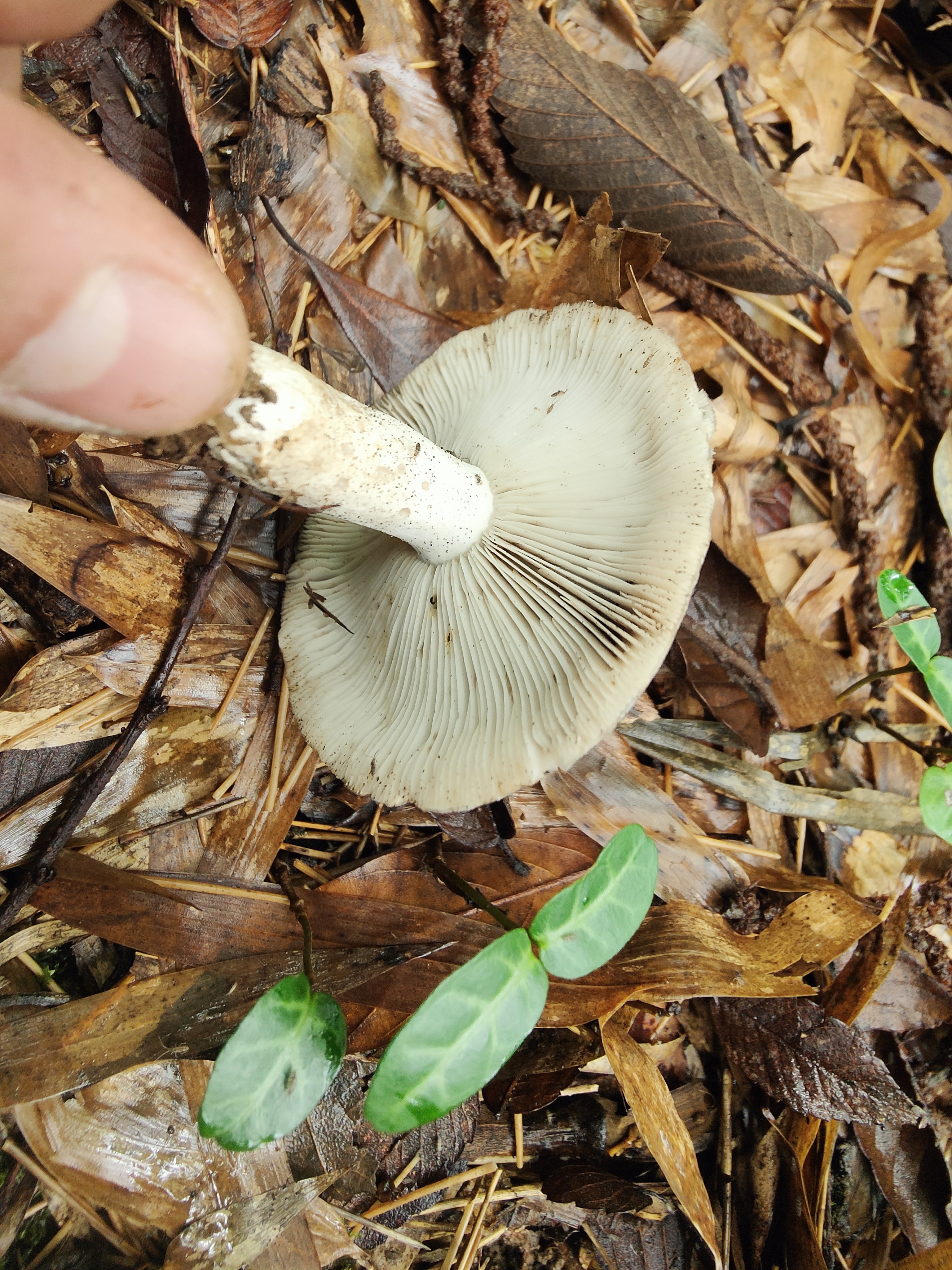 Russula atramentosa