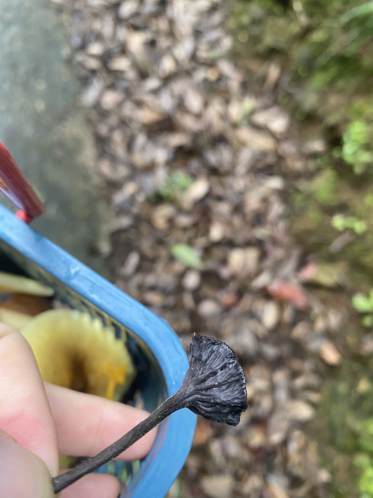 喇叭菌一种