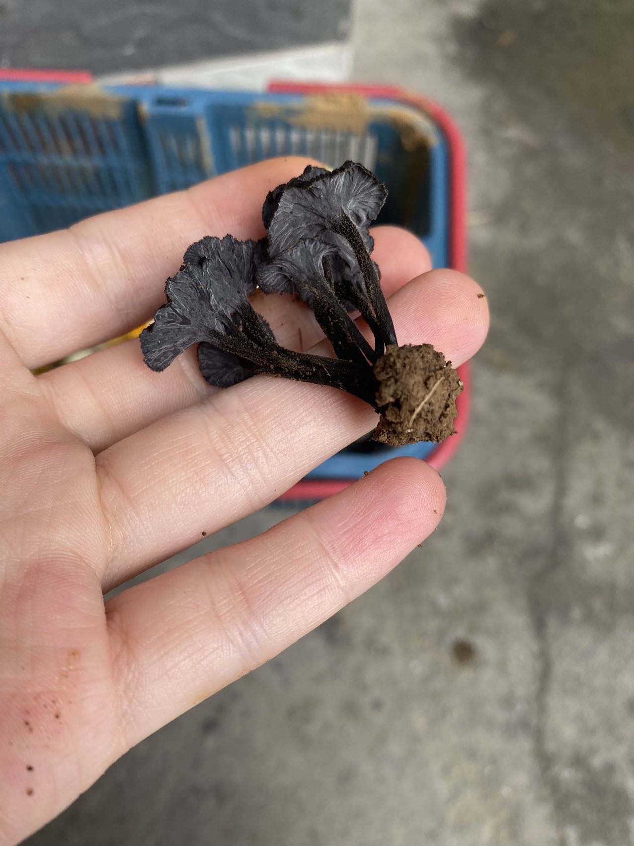 喇叭菌一种