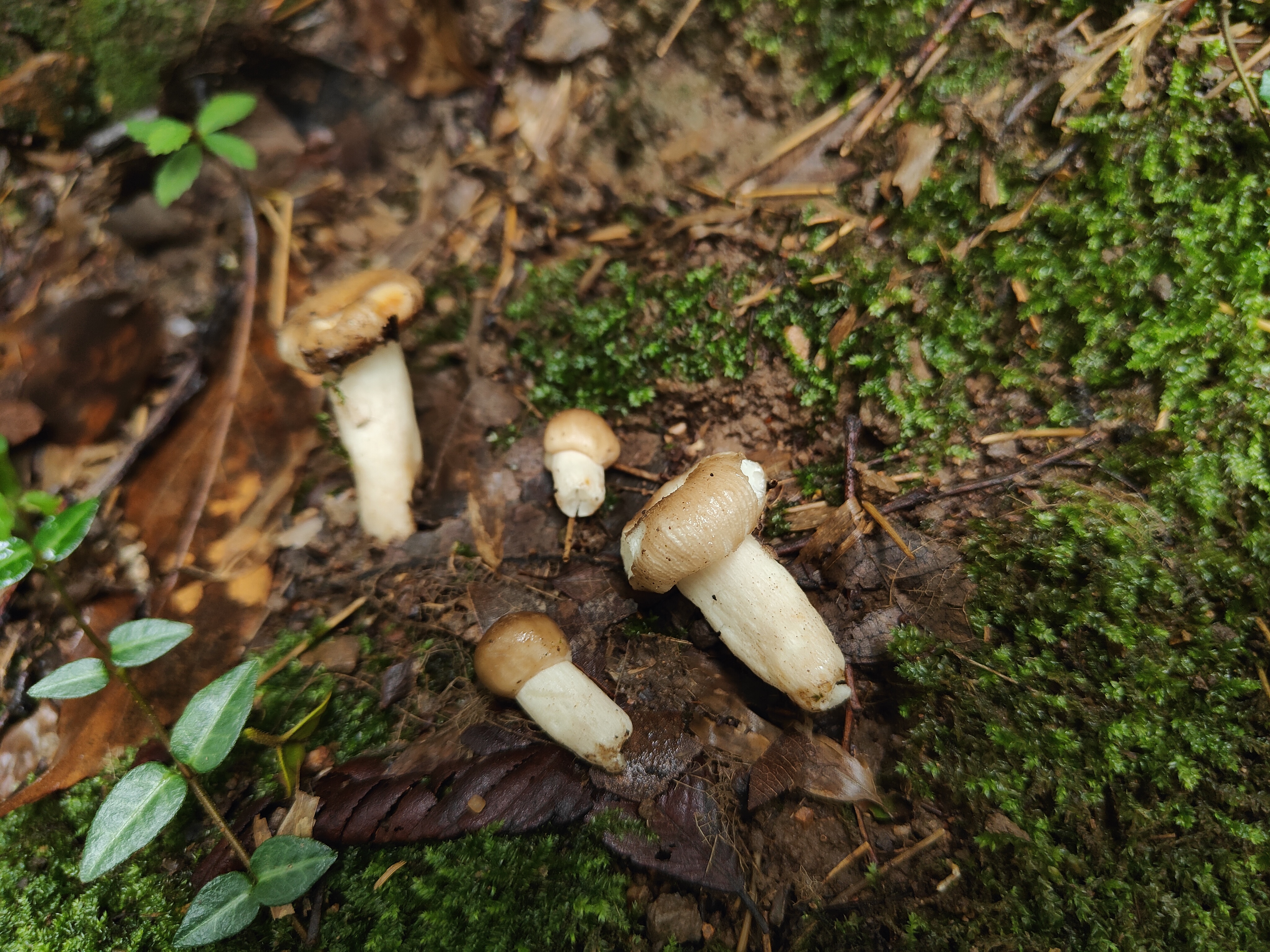 Russula atramentosa