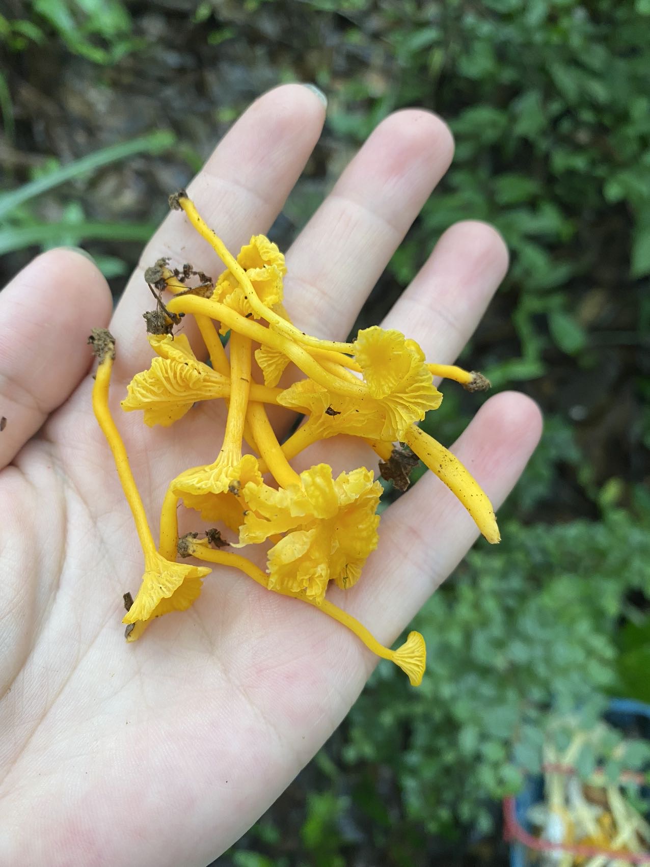 中华小鸡油菌