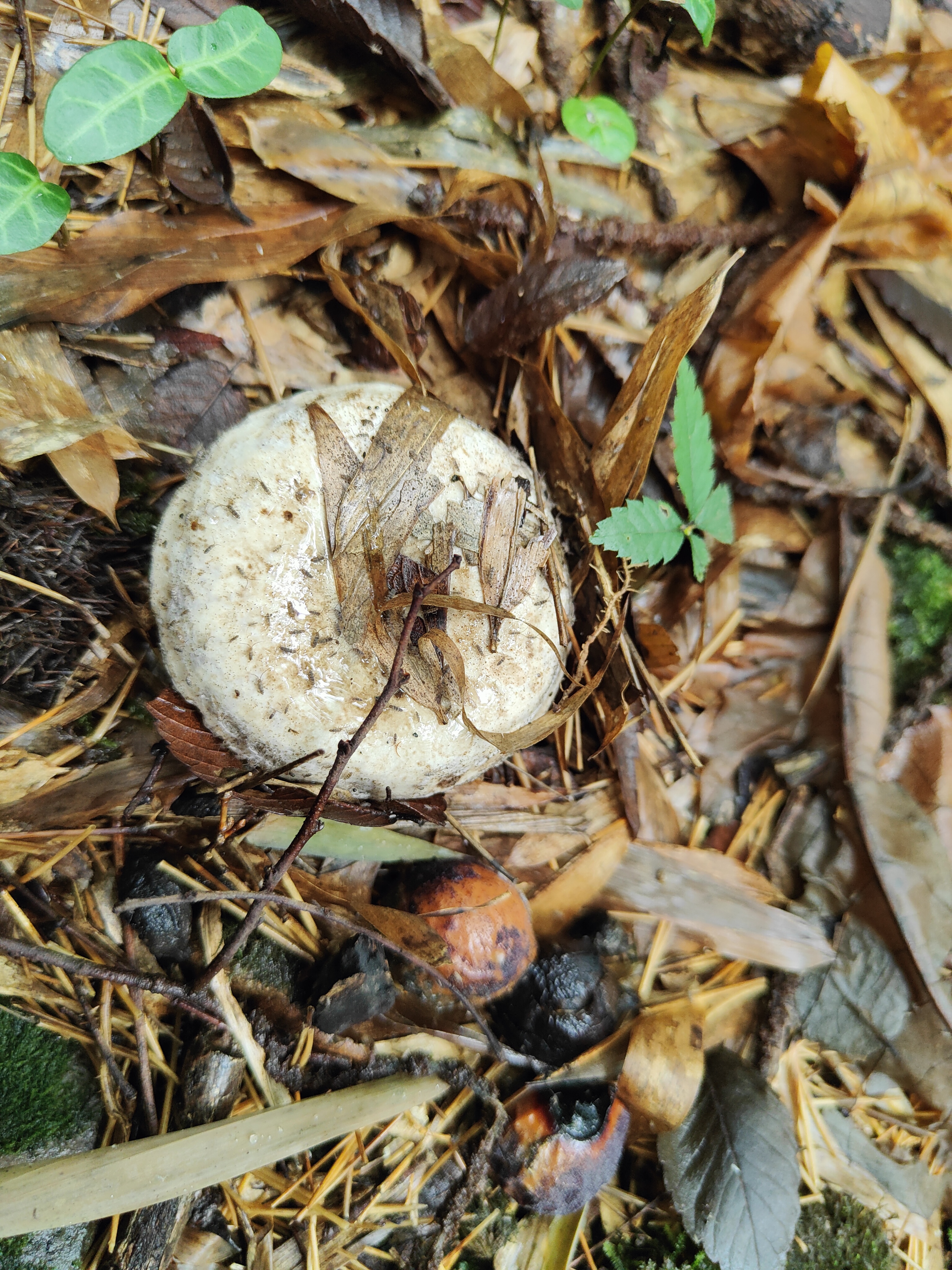 Russula atramentosa