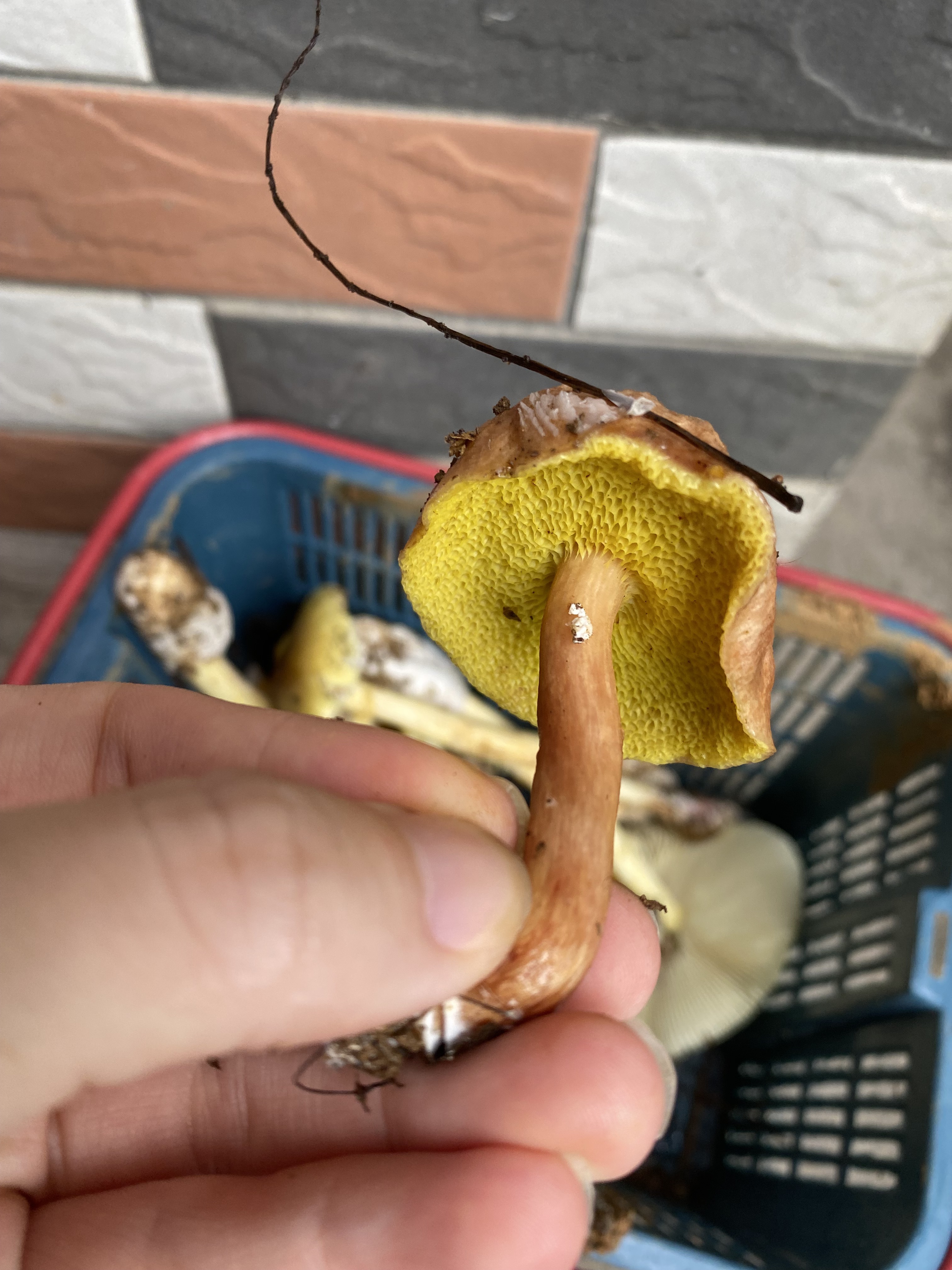 复孔金牛肝菌