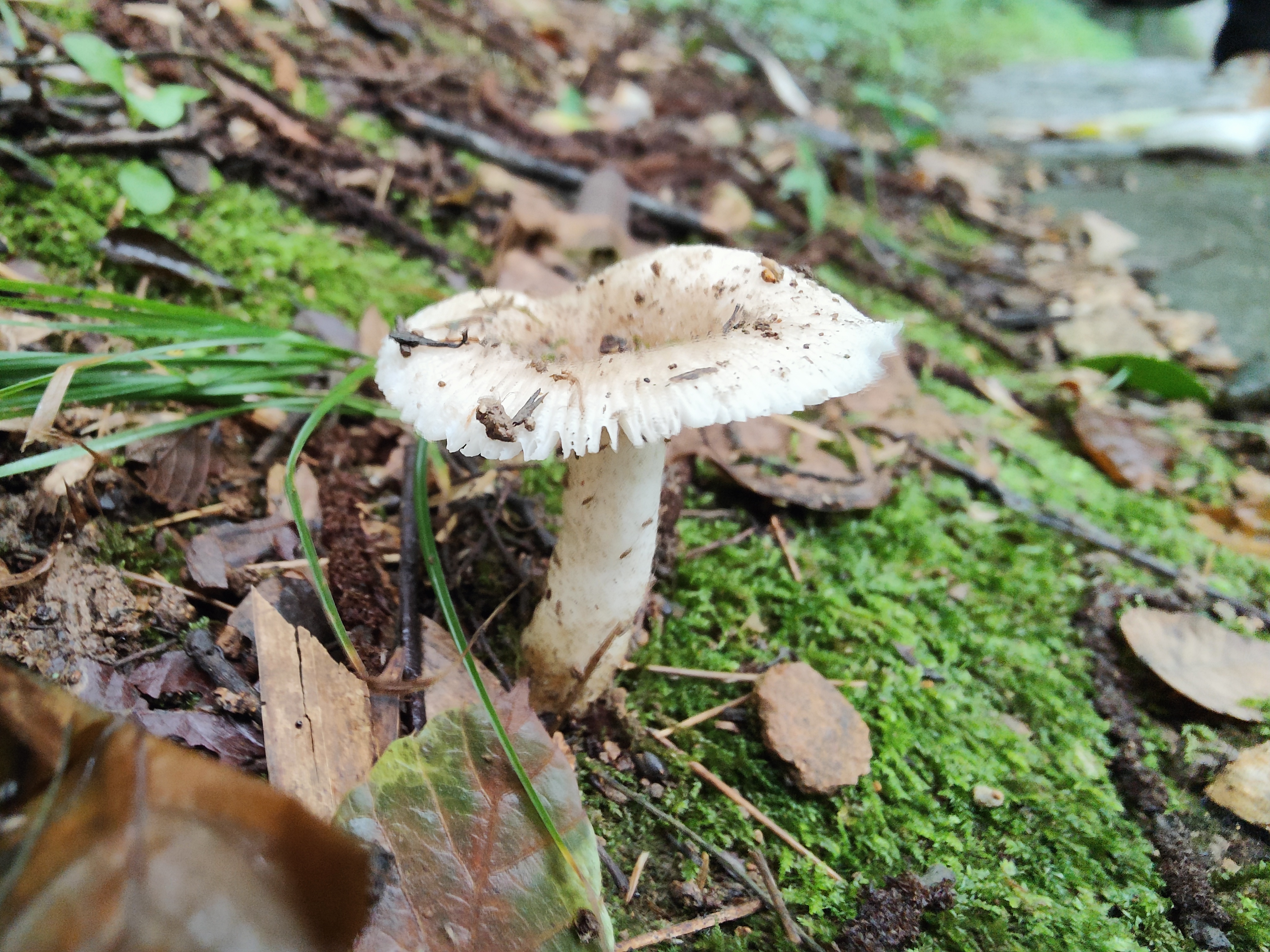 Russula atramentosa