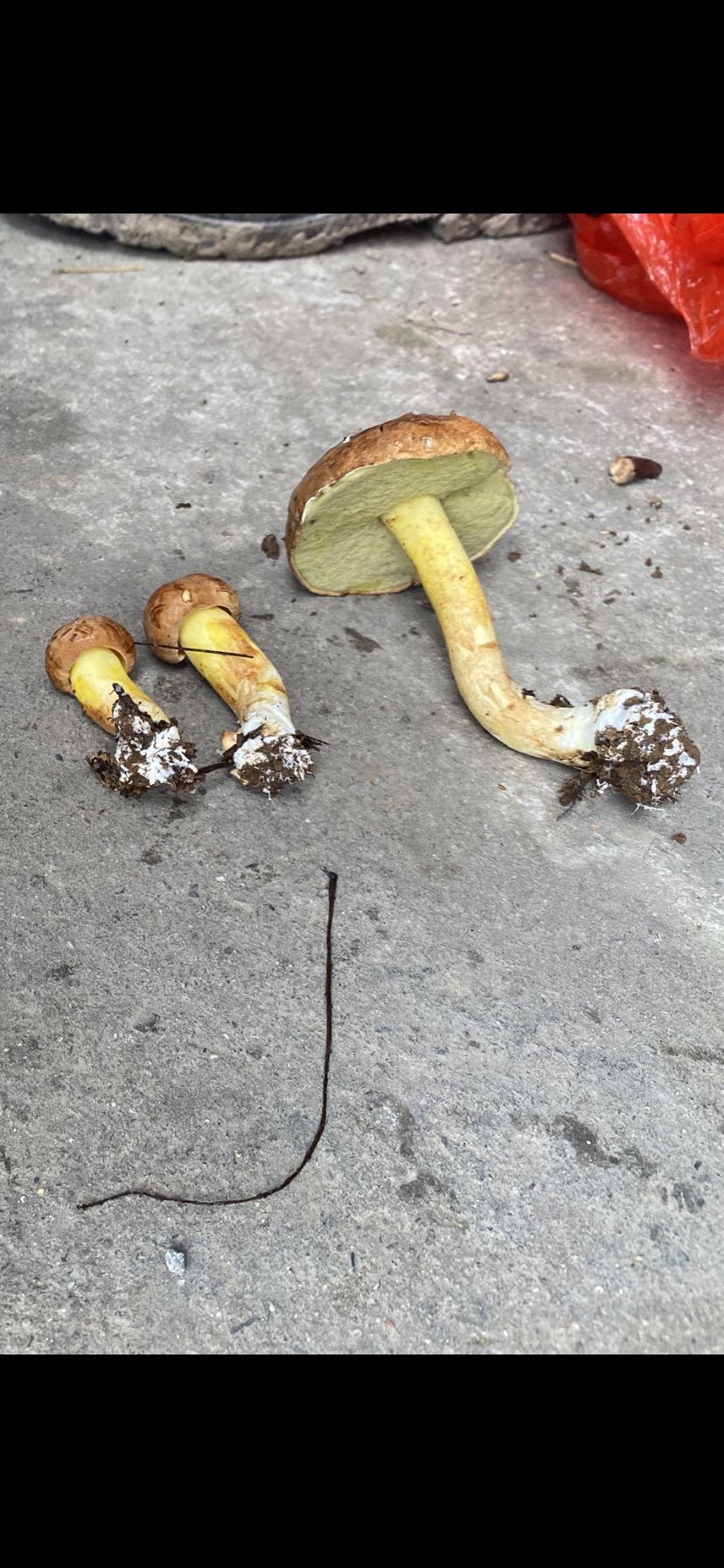 异味牛肝菌