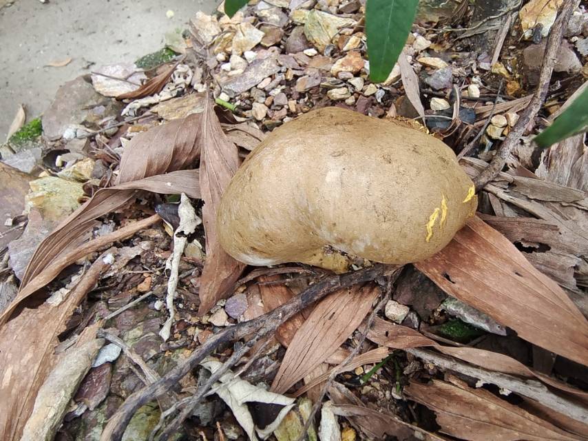 珍珠金硬皮马勃参照种