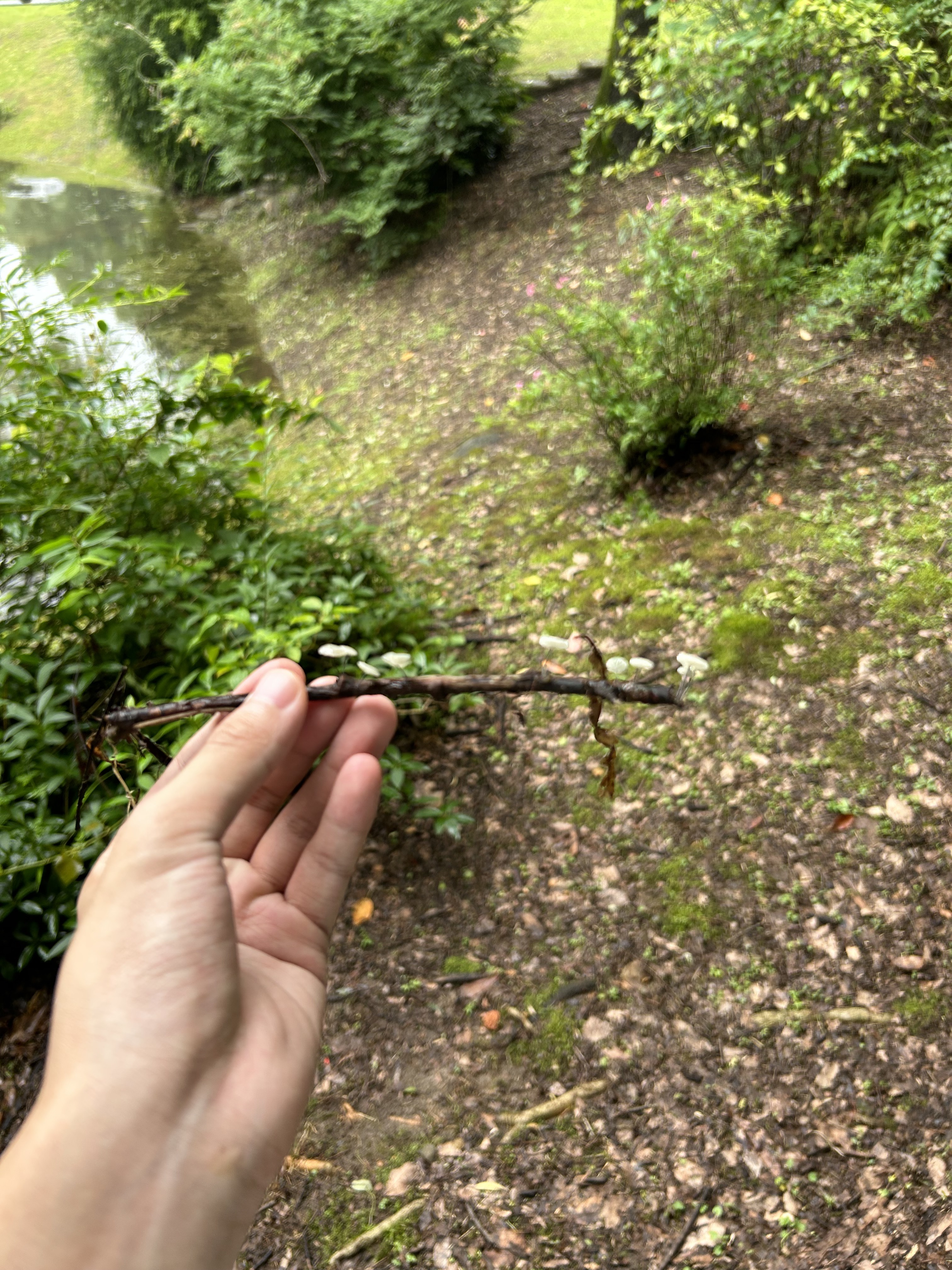 竹生型小皮伞