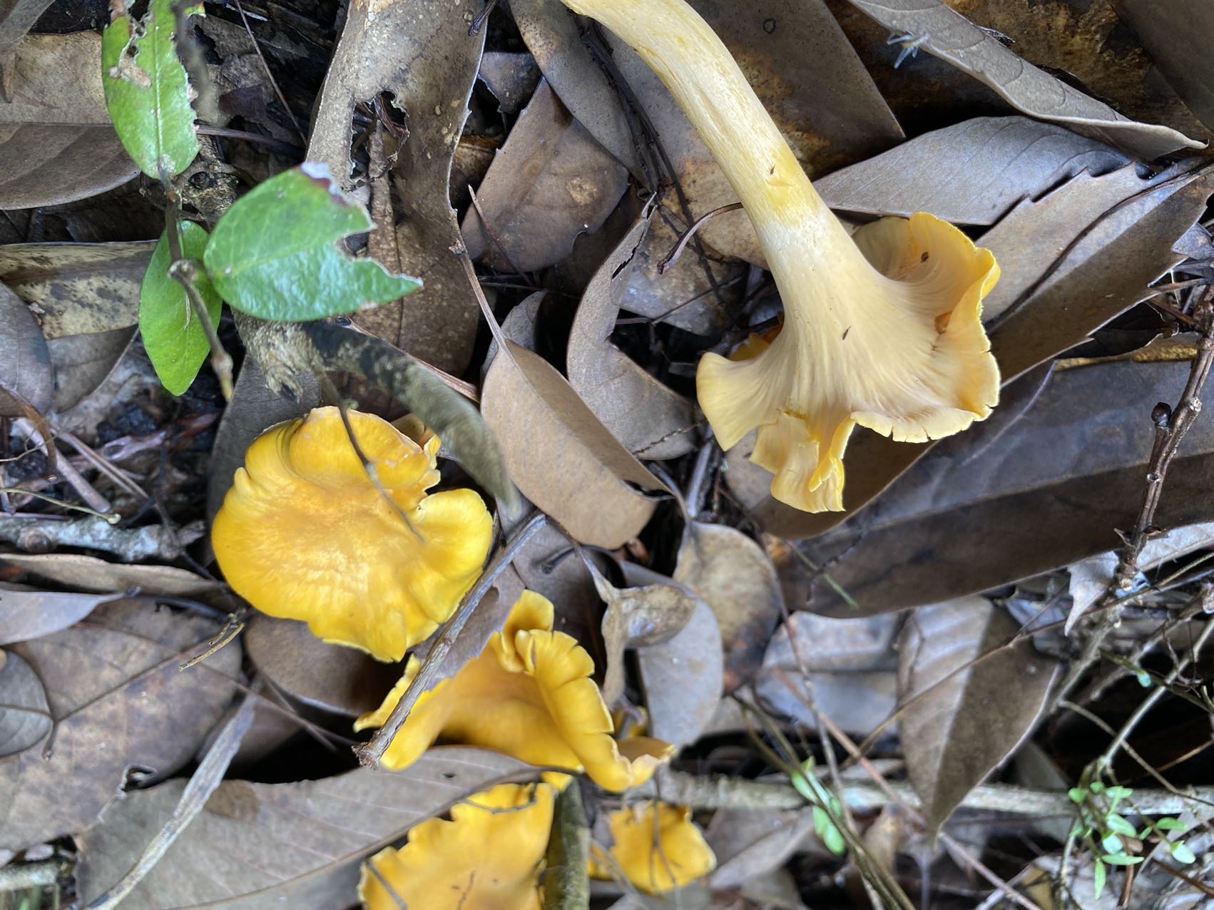 鸡油菌