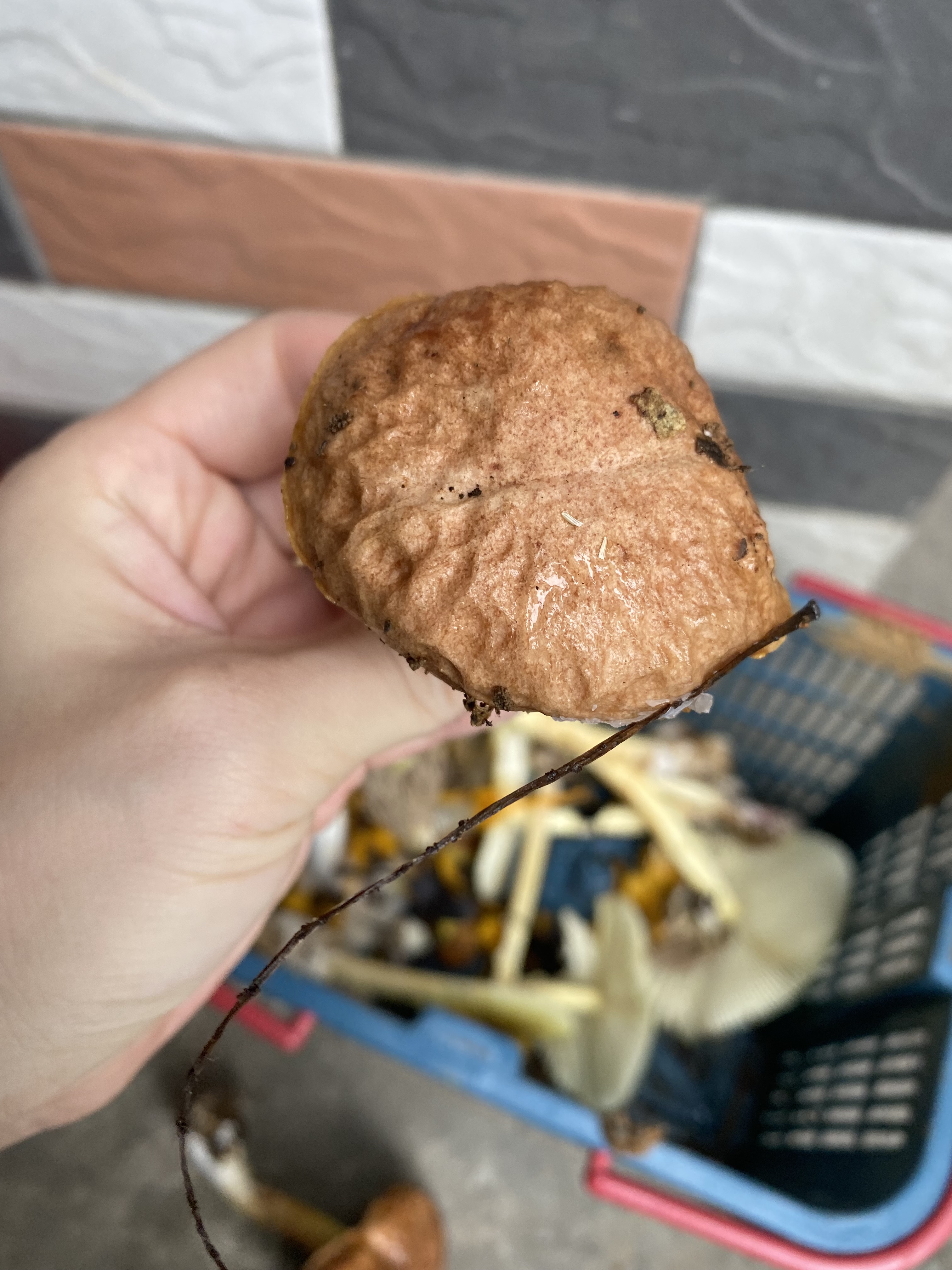 复孔金牛肝菌