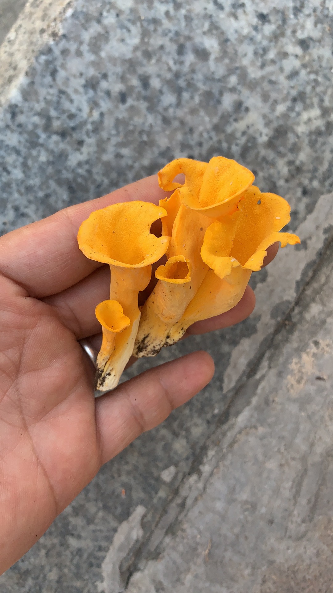 金黄喇叭菌