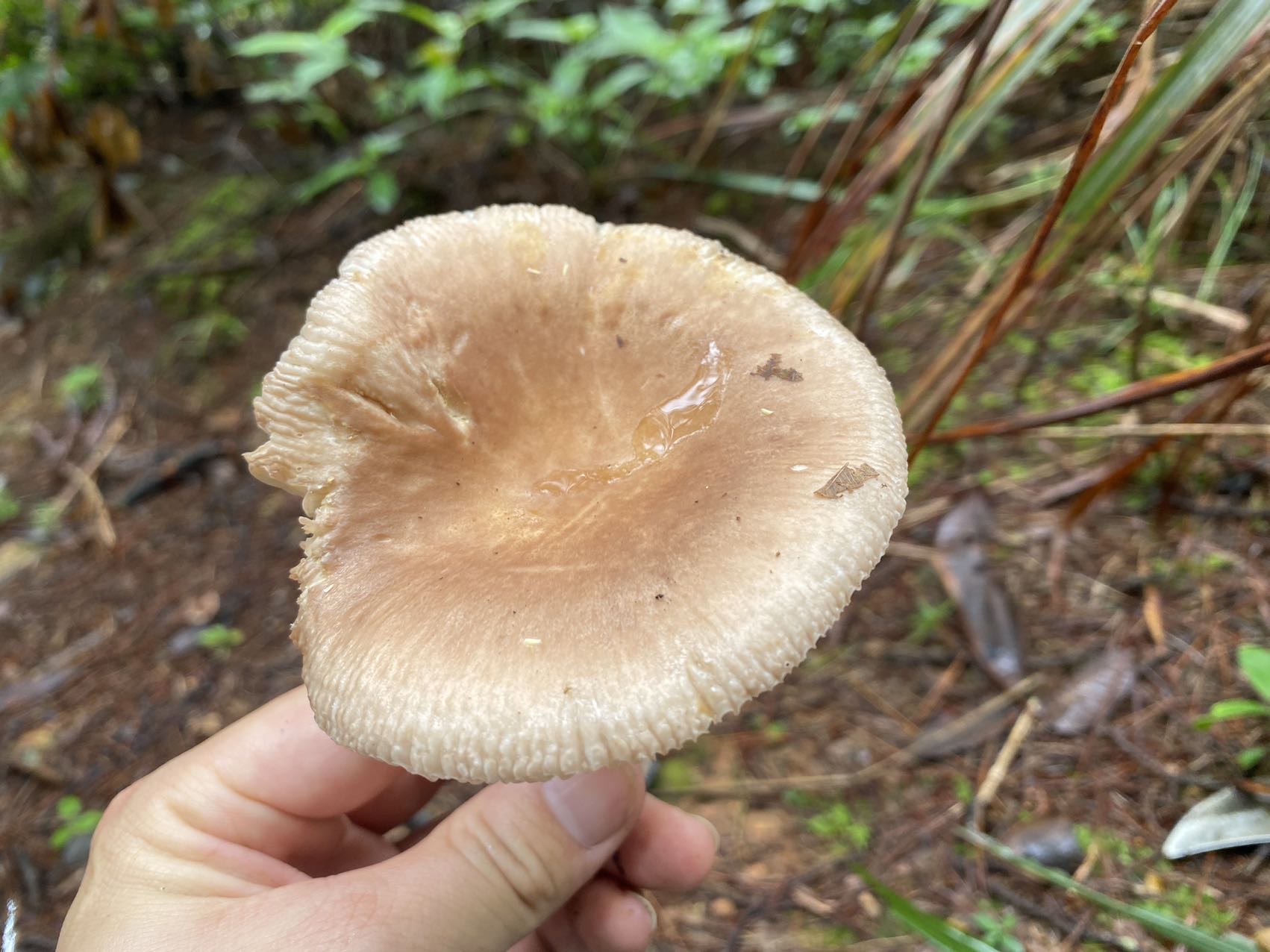近桂黄红菇