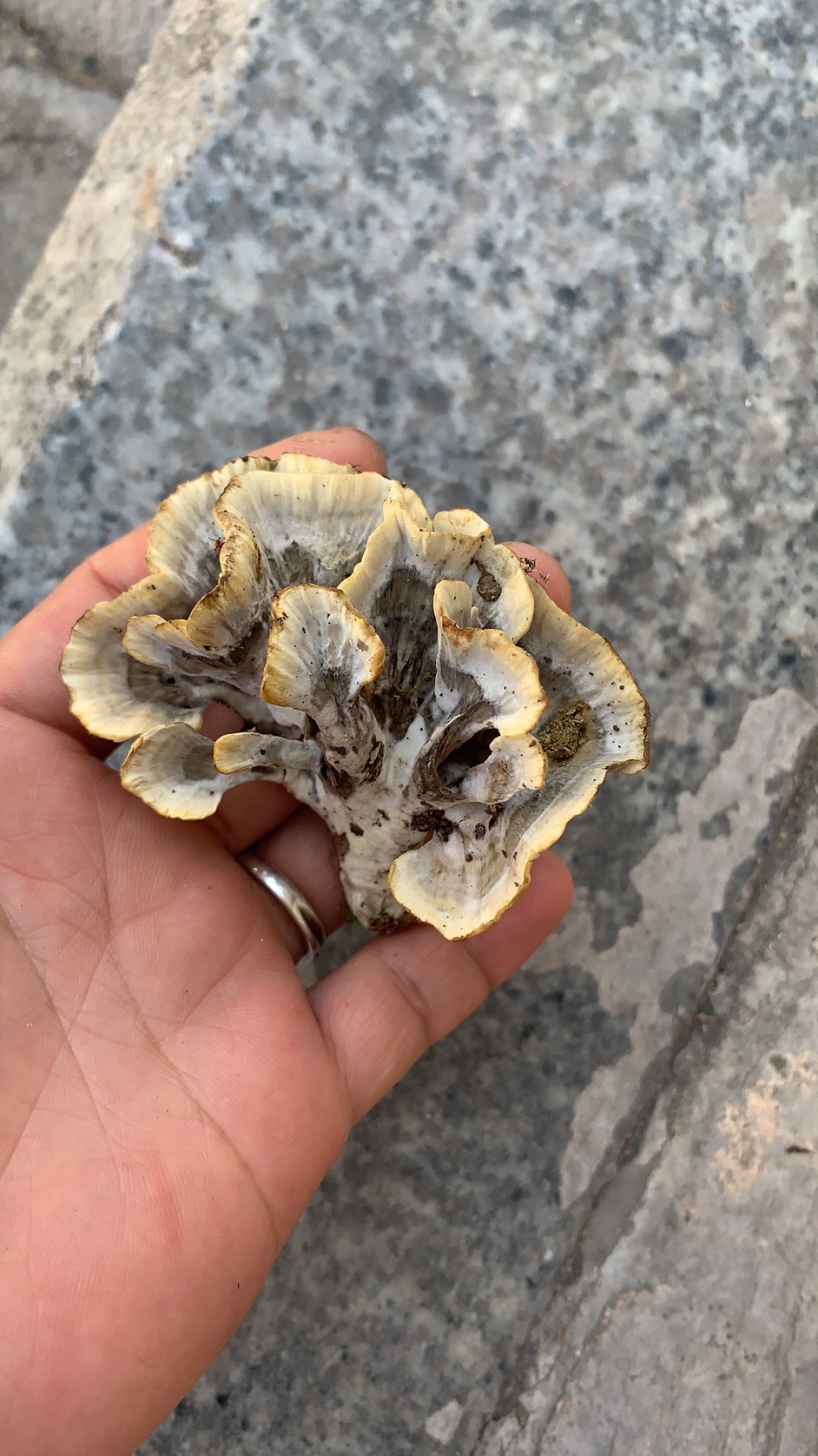 华南革菌