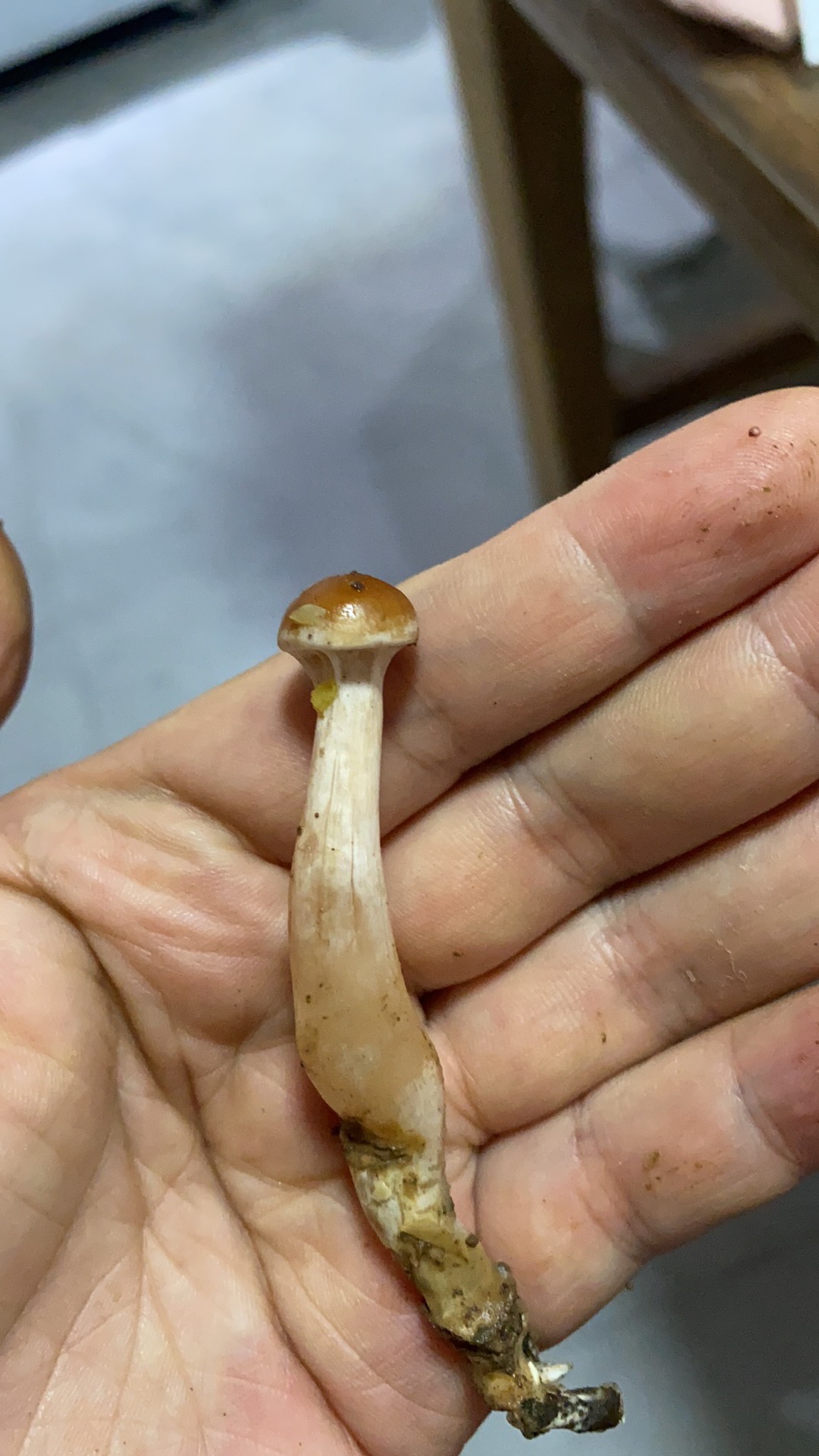 凸盖粘滑菇