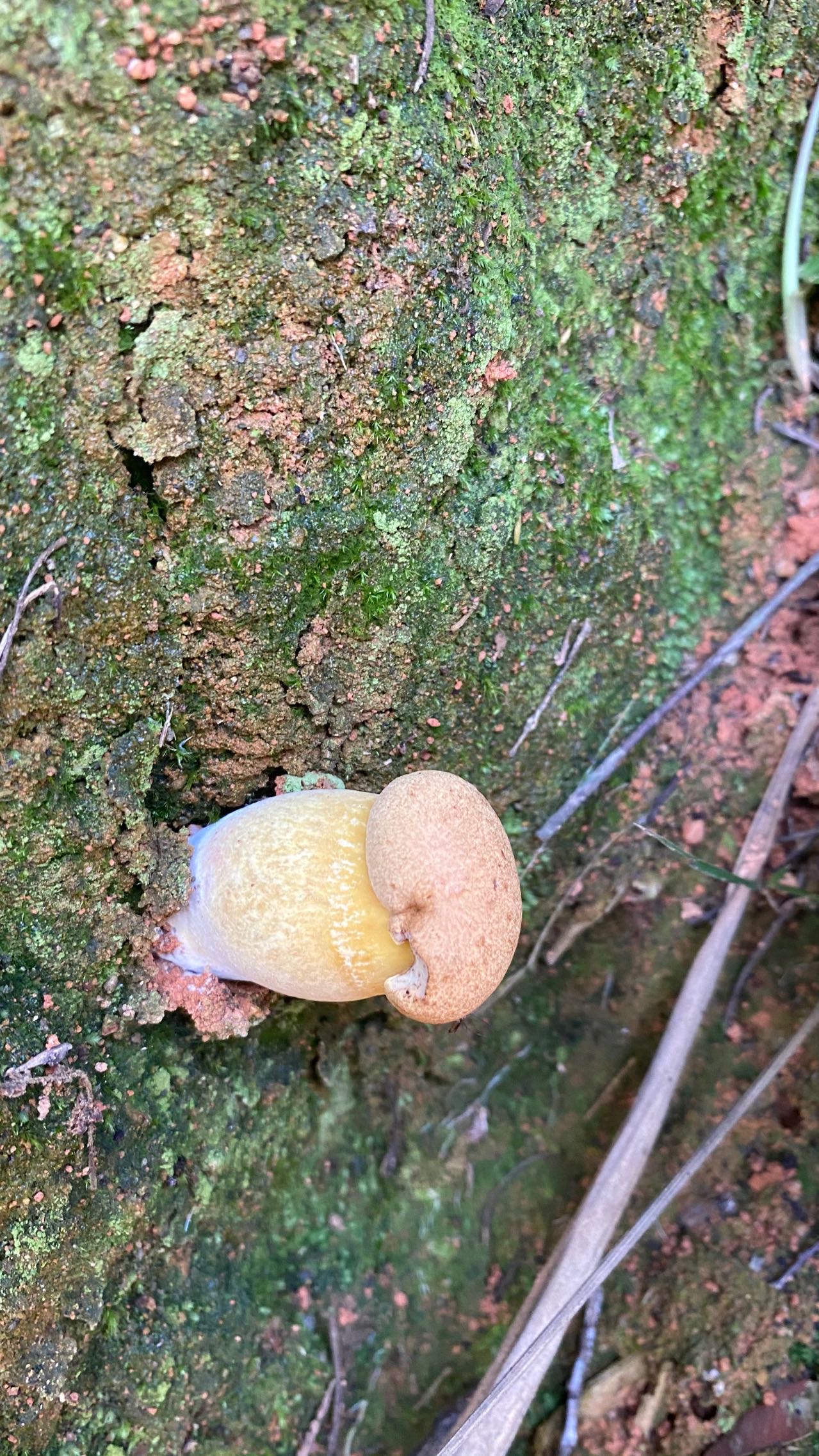 隐纹条孢牛肝菌