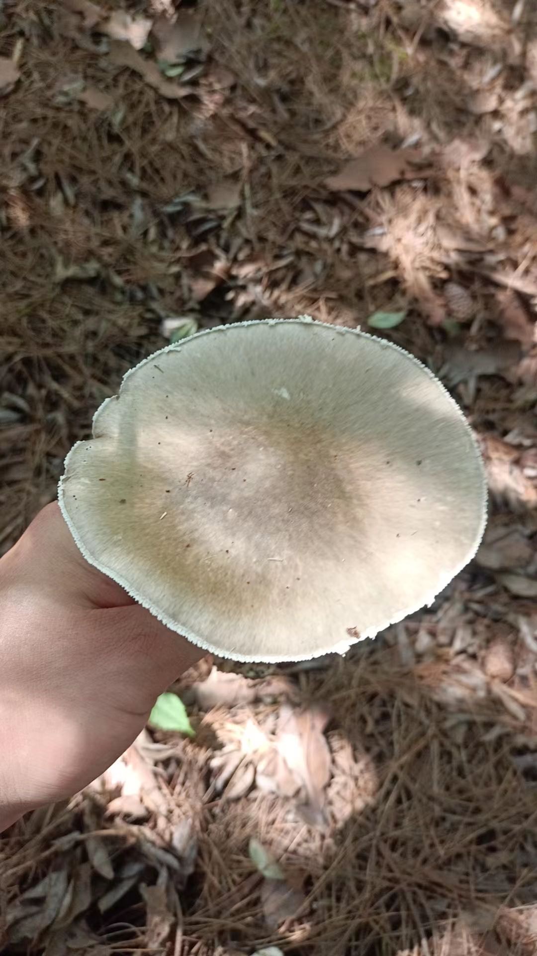 草鸡㙡