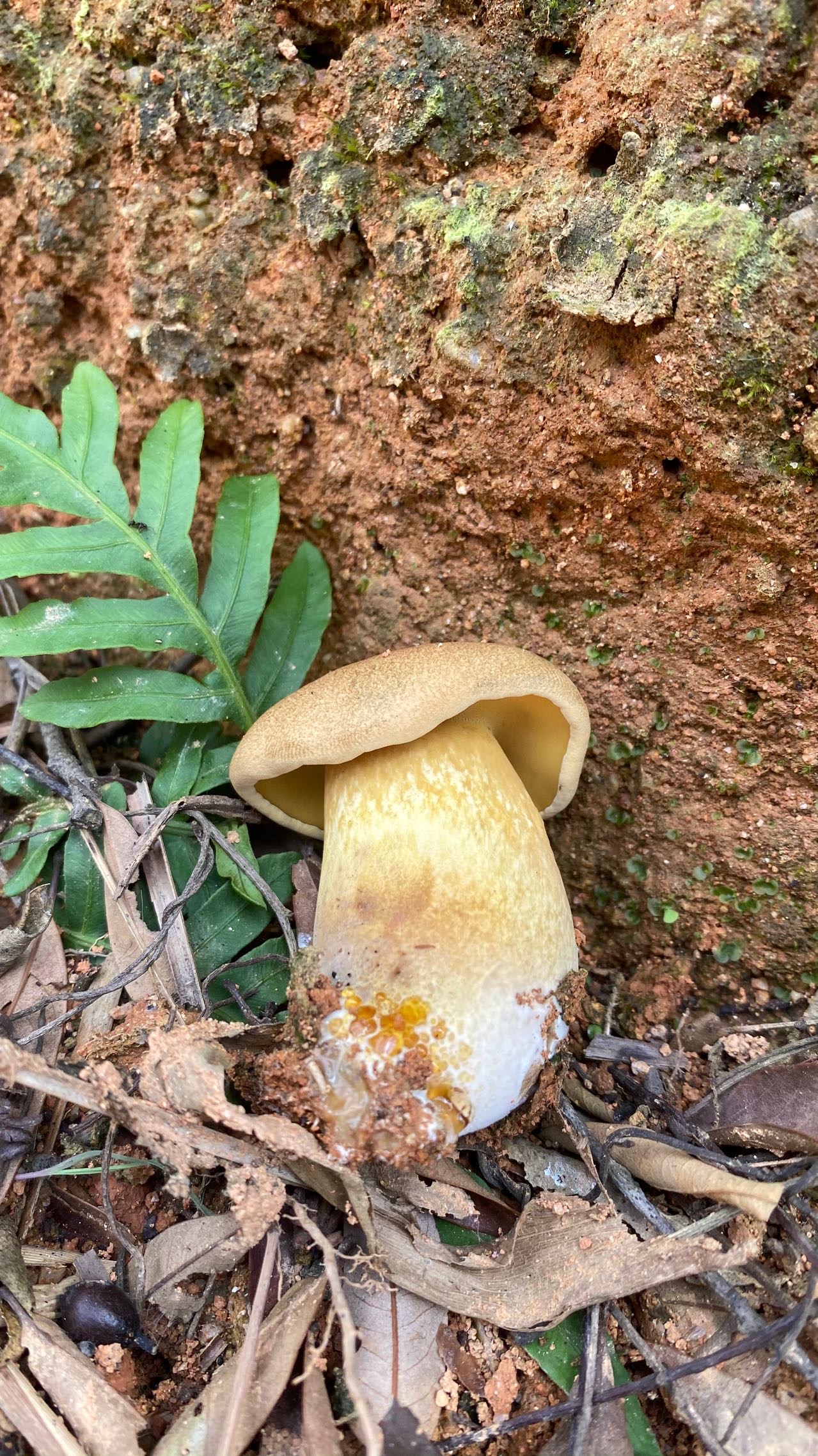 隐纹条孢牛肝菌