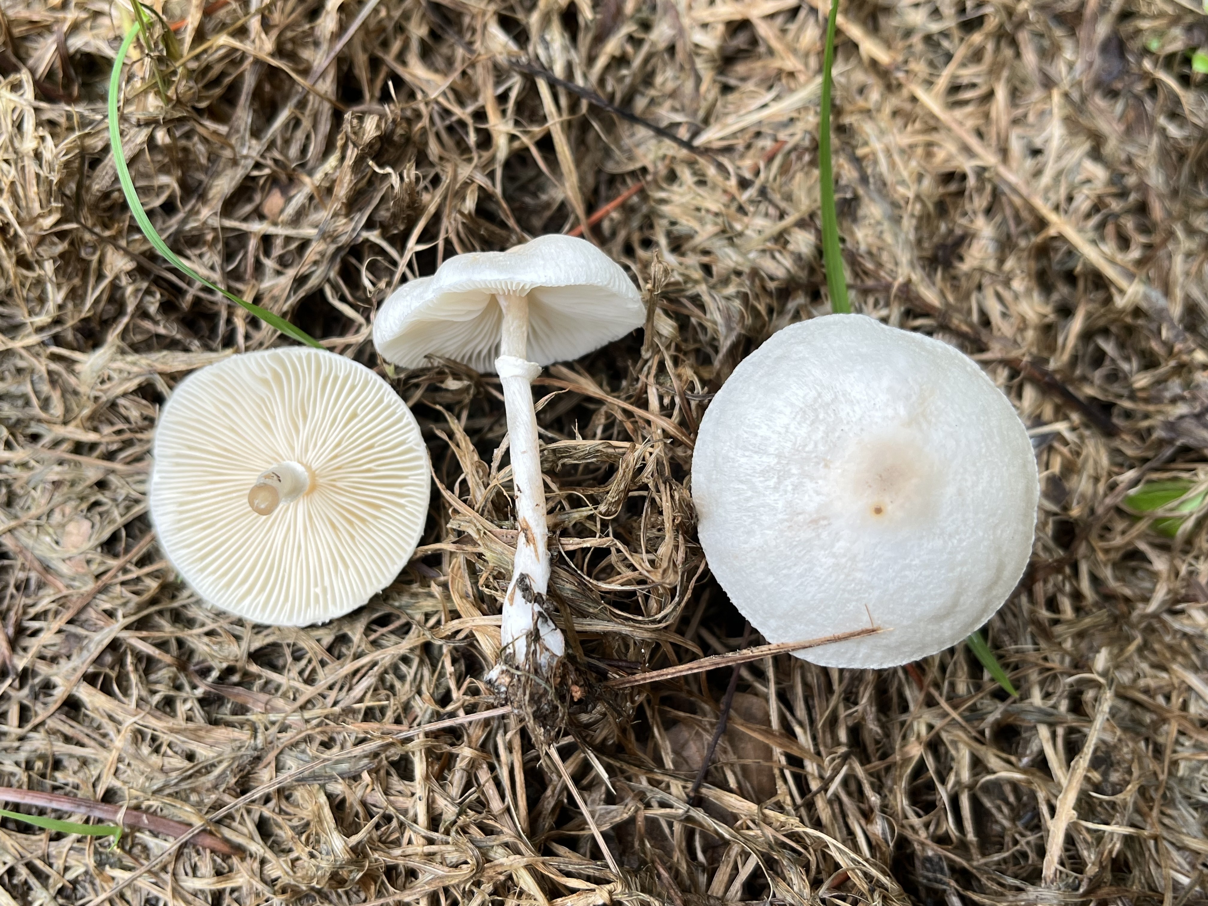 变蓝白环蘑近似种