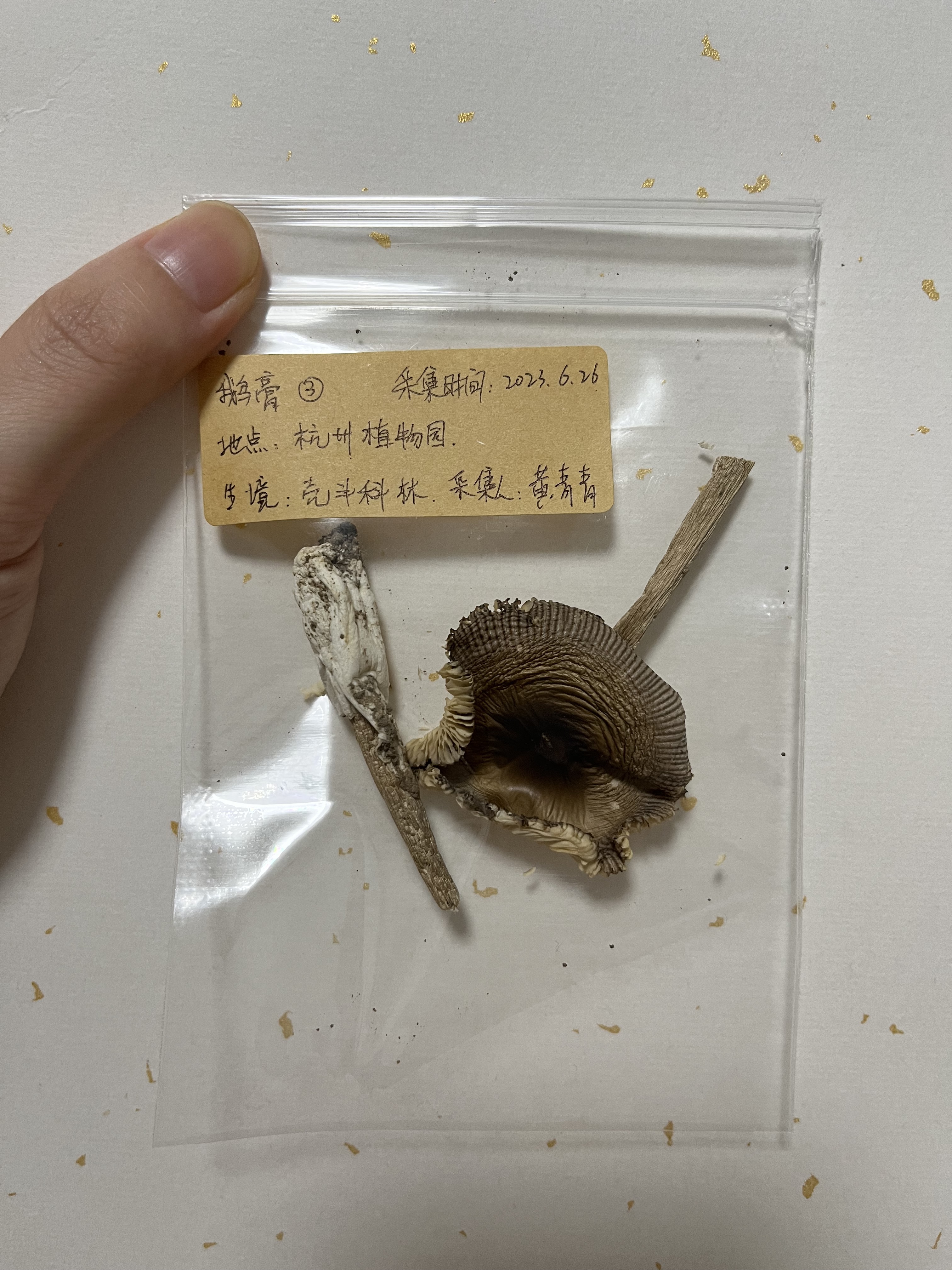 标本照片