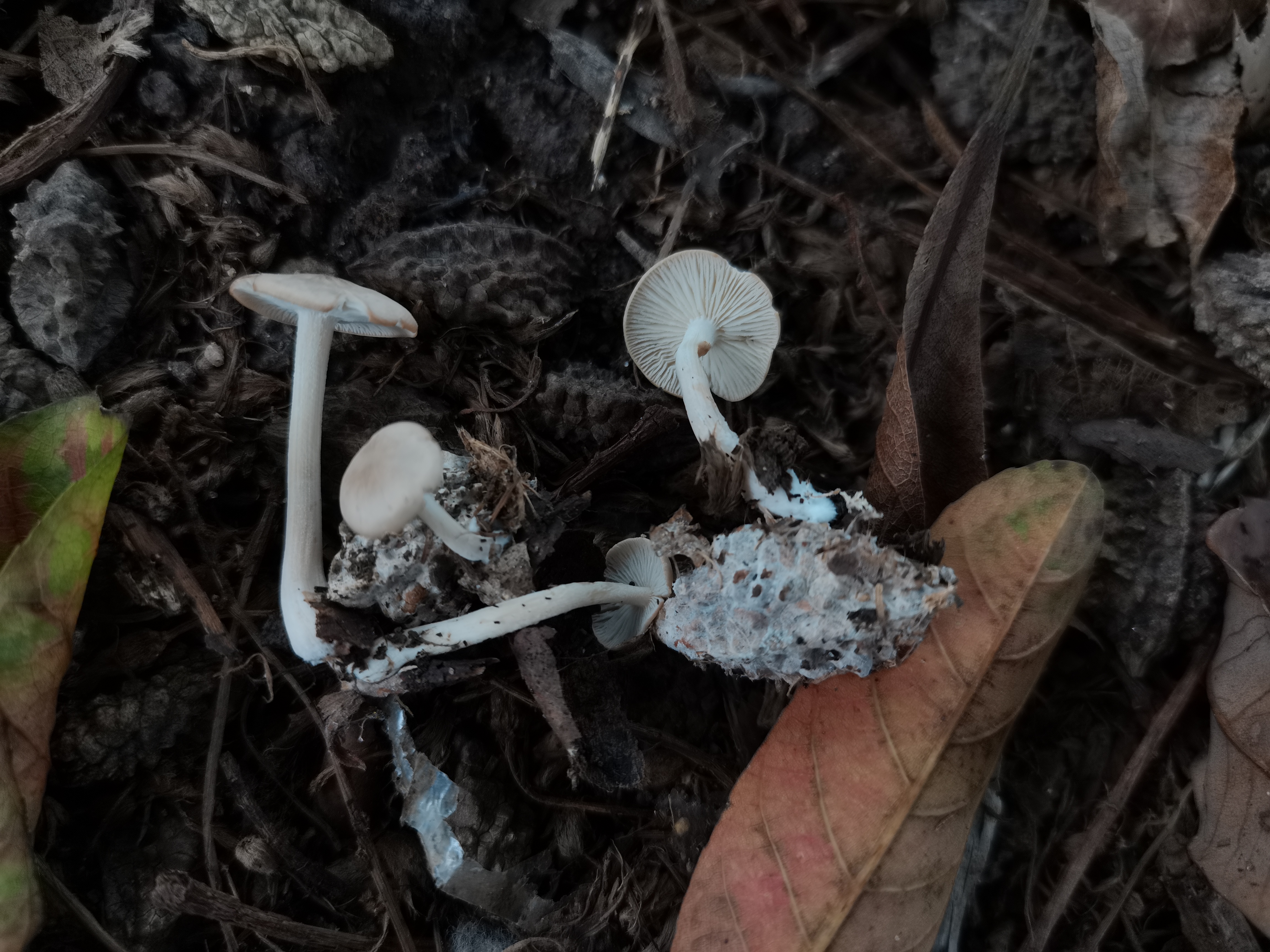 光盖拟口蘑
